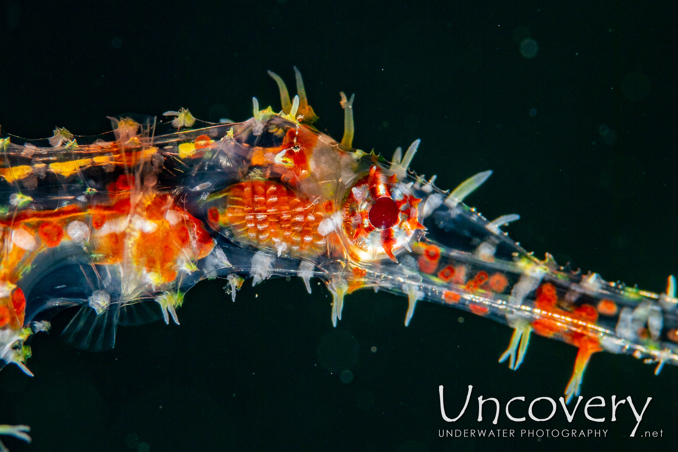 Ornate Ghost Pipefish (solenostomus Paradoxus) shot in Indonesia|Bali|Tulamben|Bulakan Slope