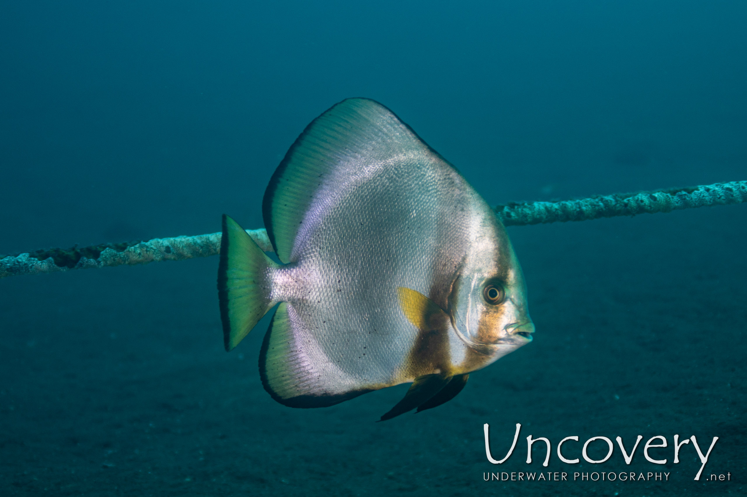 Dusky Batfish (platax Pinnatus), photo taken in Indonesia, Bali, Tulamben, Seraya Secrets