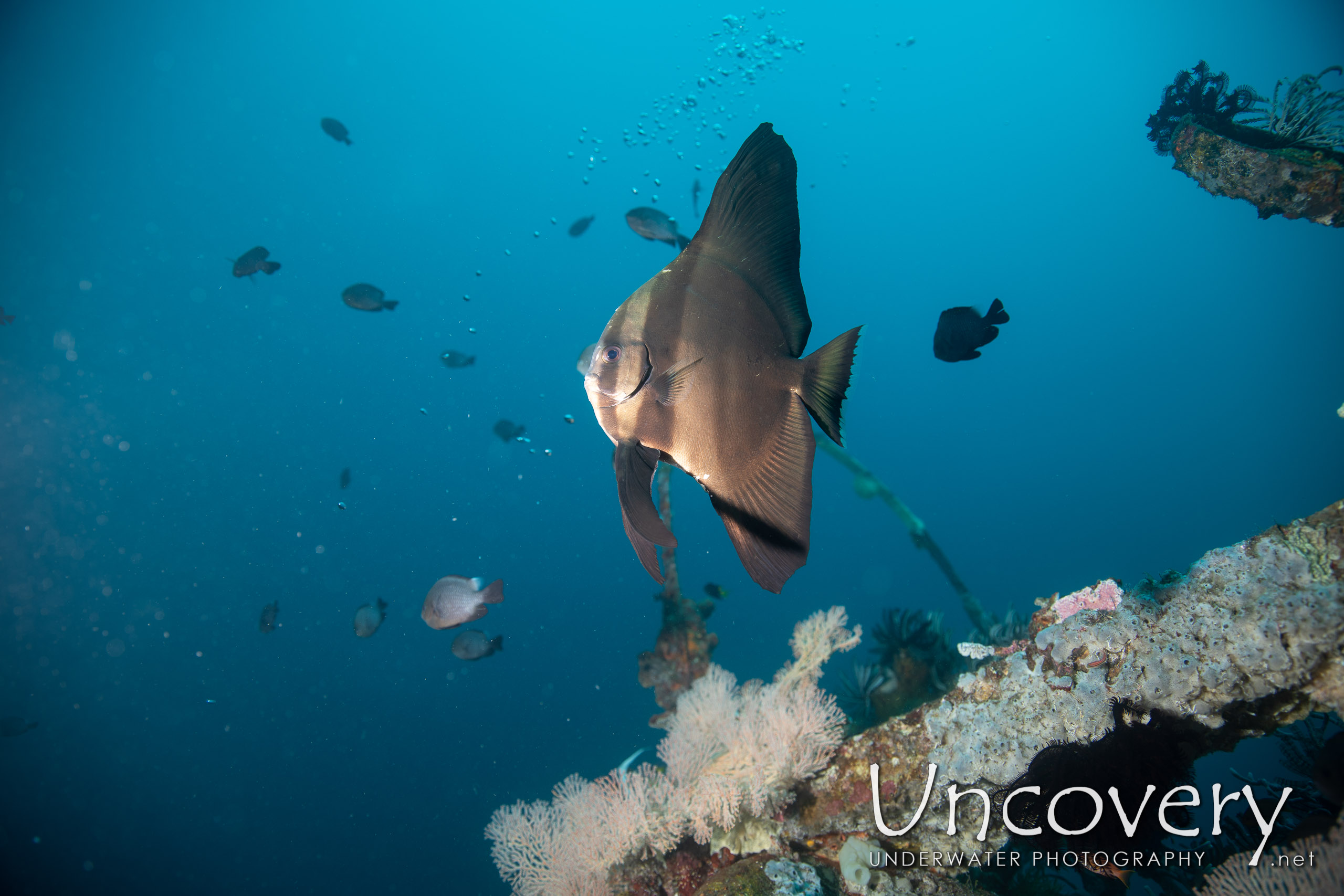 Orbicular Batfish (platax Orbicularis), photo taken in Indonesia, Bali, Tulamben, Seraya Secrets