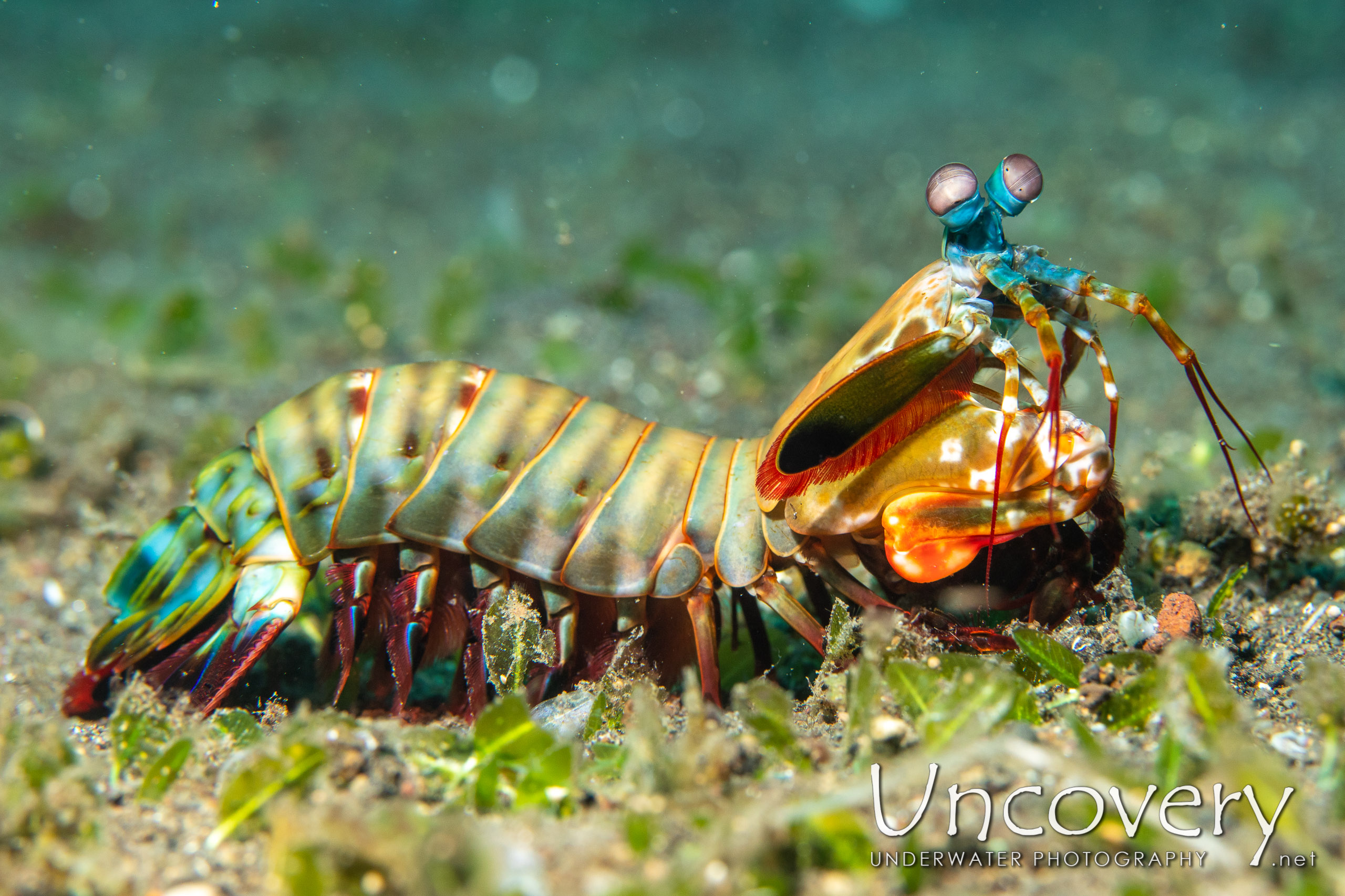 Peacock Mantis Shrimp (odontodactylus Scyllarus) shot in Indonesia|Bali|Tulamben|Bulakan Slope