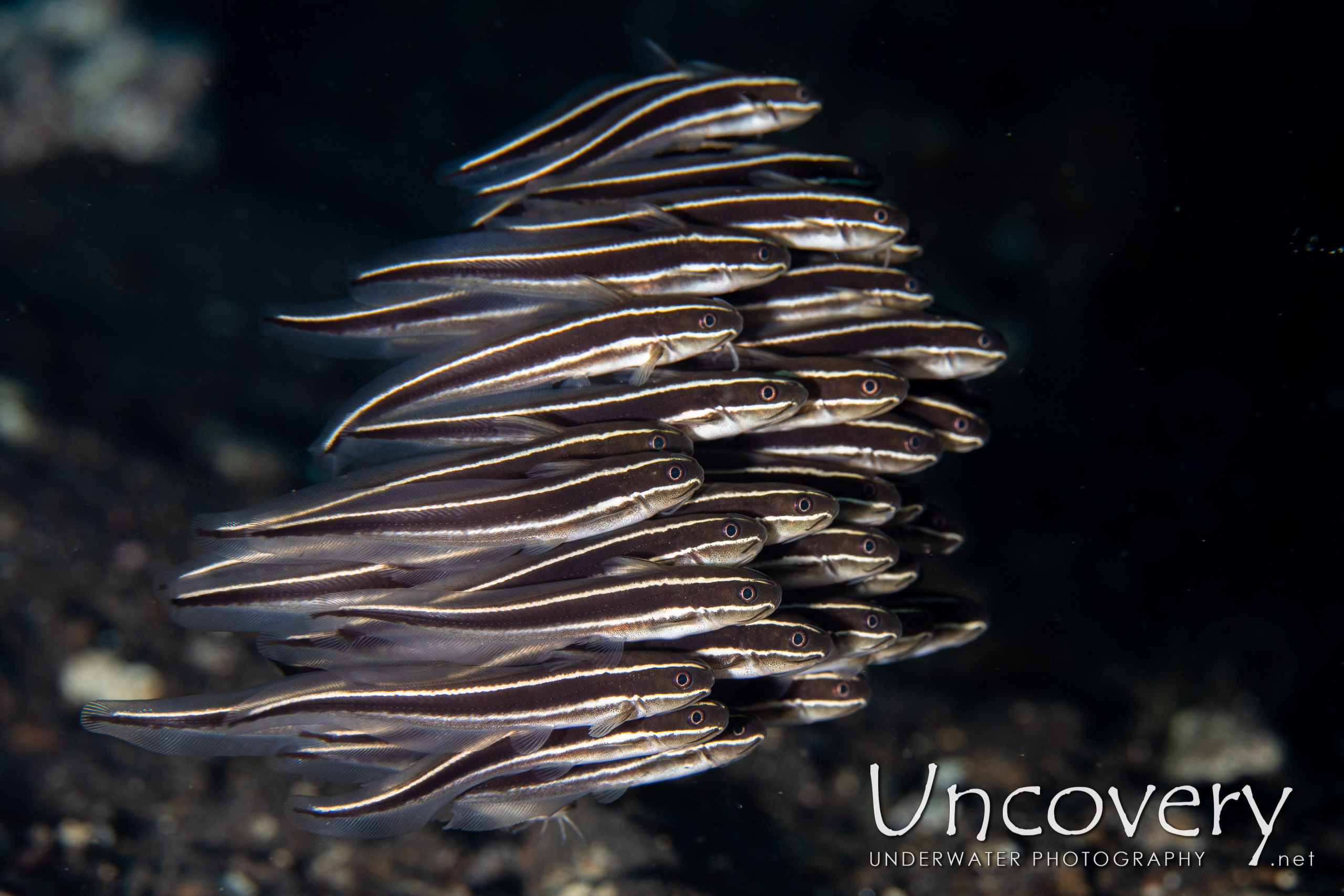 Striped Catfish (plotosus Lineatus) shot in Indonesia|Bali|Tulamben|Bulakan Slope