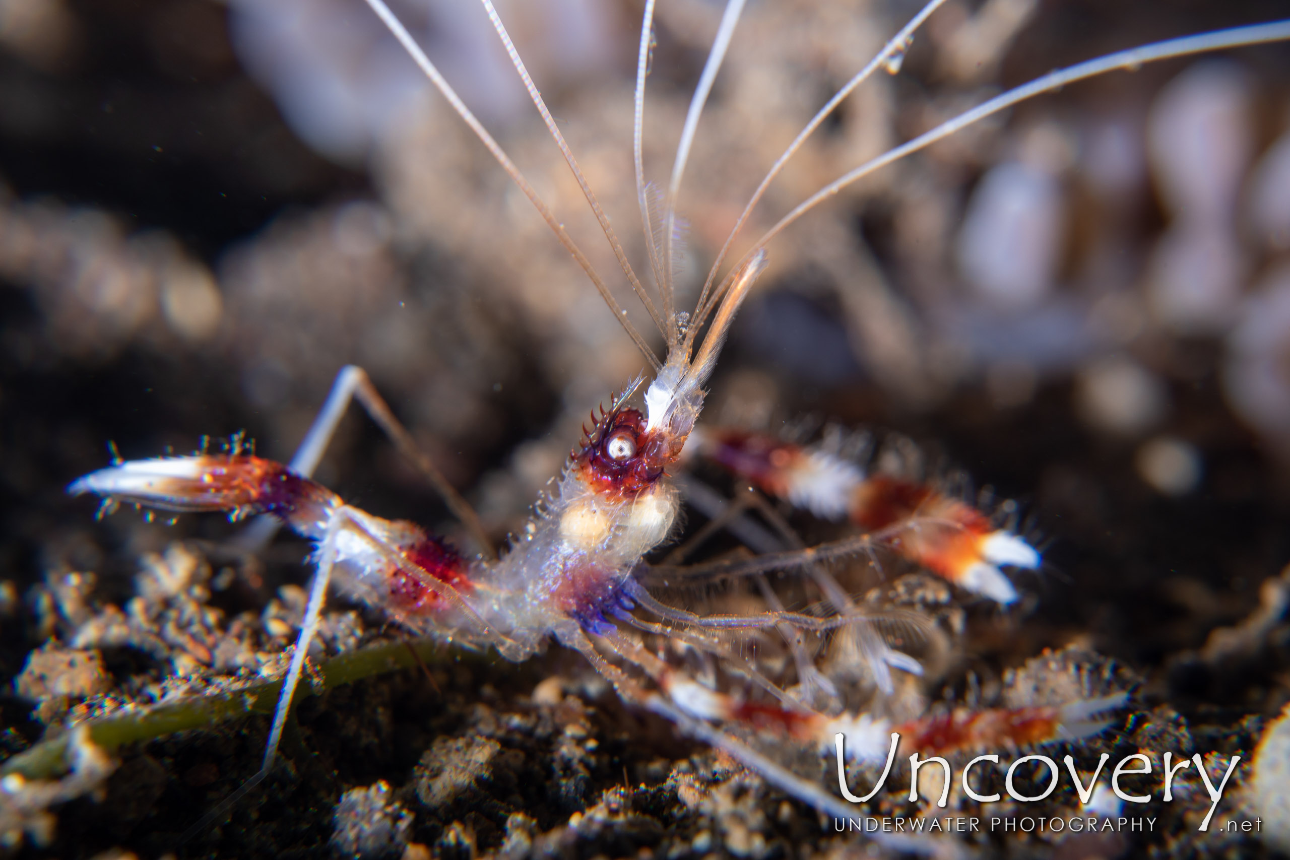 Banded Coral Shrimp (stenopus Hispidus) shot in Indonesia|Bali|Tulamben|Bulakan Slope