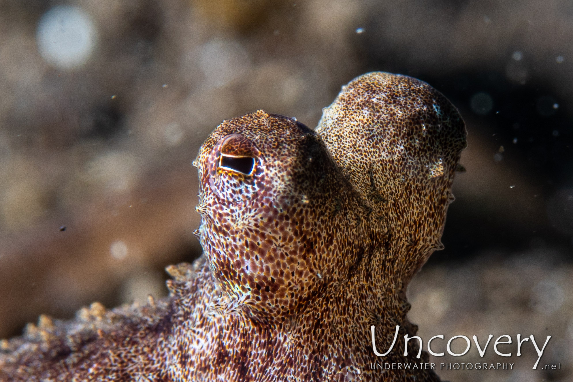 Lilliput Longarm Octopus (macrotritopus Defilippi) shot in Indonesia|Bali|Tulamben|Bulakan Slope