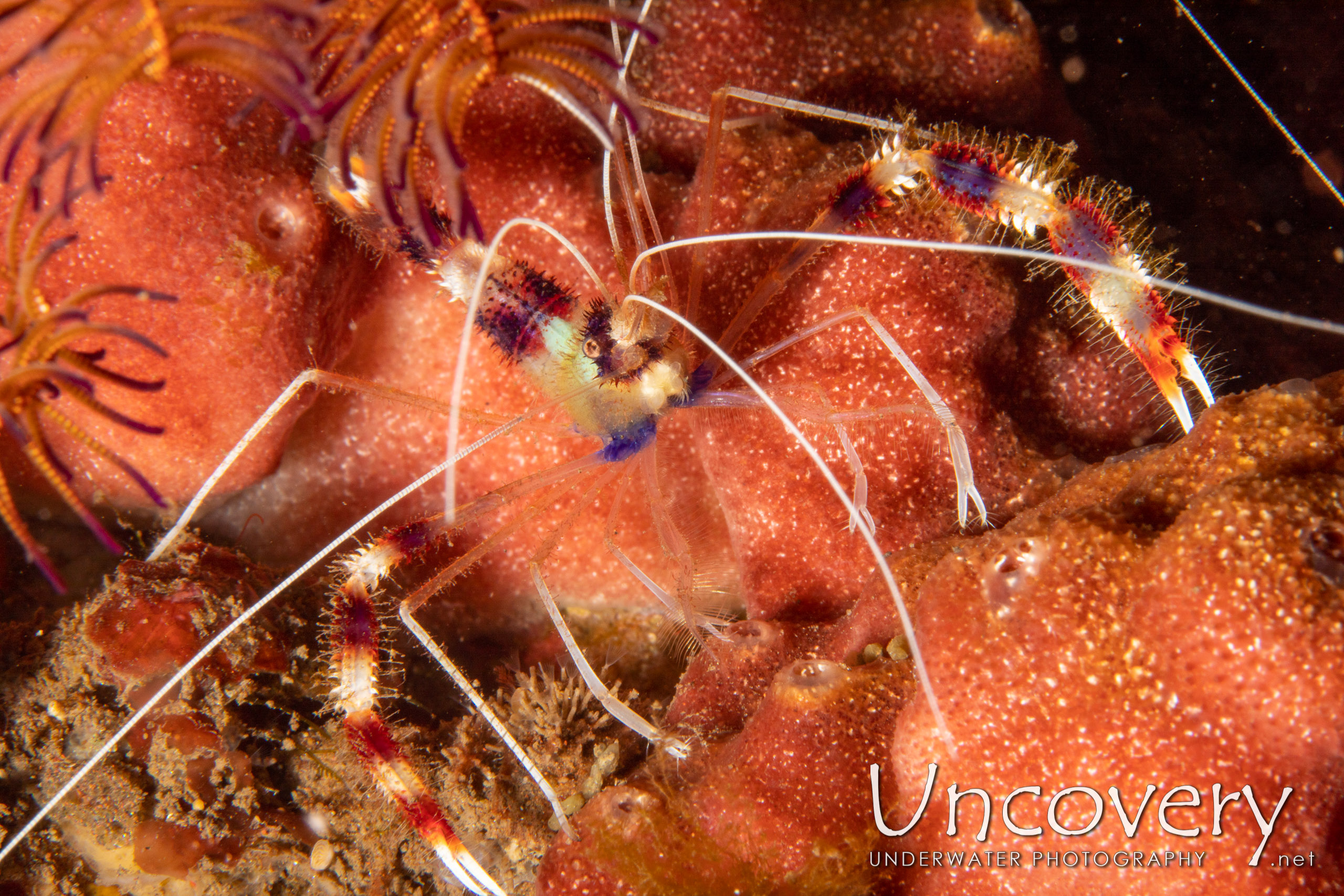 Banded Coral Shrimp (stenopus Hispidus), photo taken in Indonesia, Bali, Tulamben, Pantai Lahar