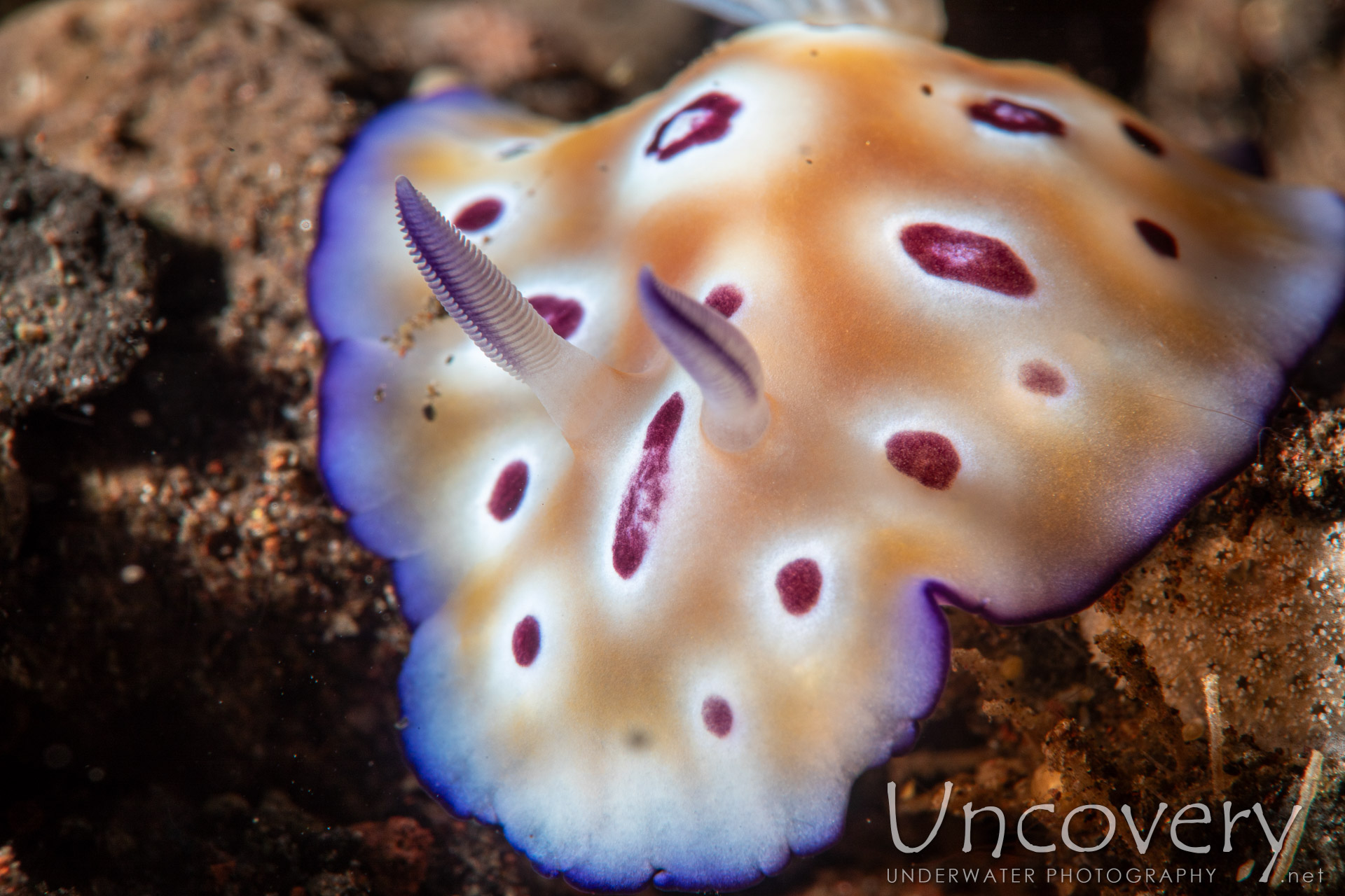 Nudibranch (hypselodoris Tryoni), photo taken in Indonesia, Bali, Tulamben, Tukad Linggah