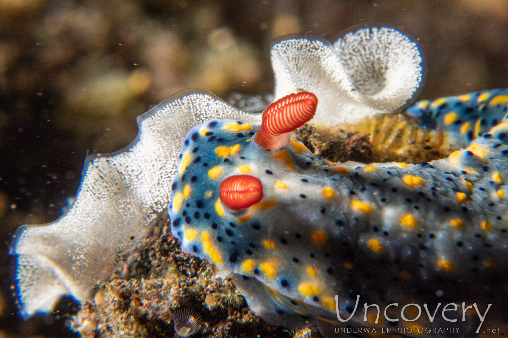 Nudibranch (hypselodoris Infucata), photo taken in Indonesia, Bali, Tulamben, Tukad Linggah