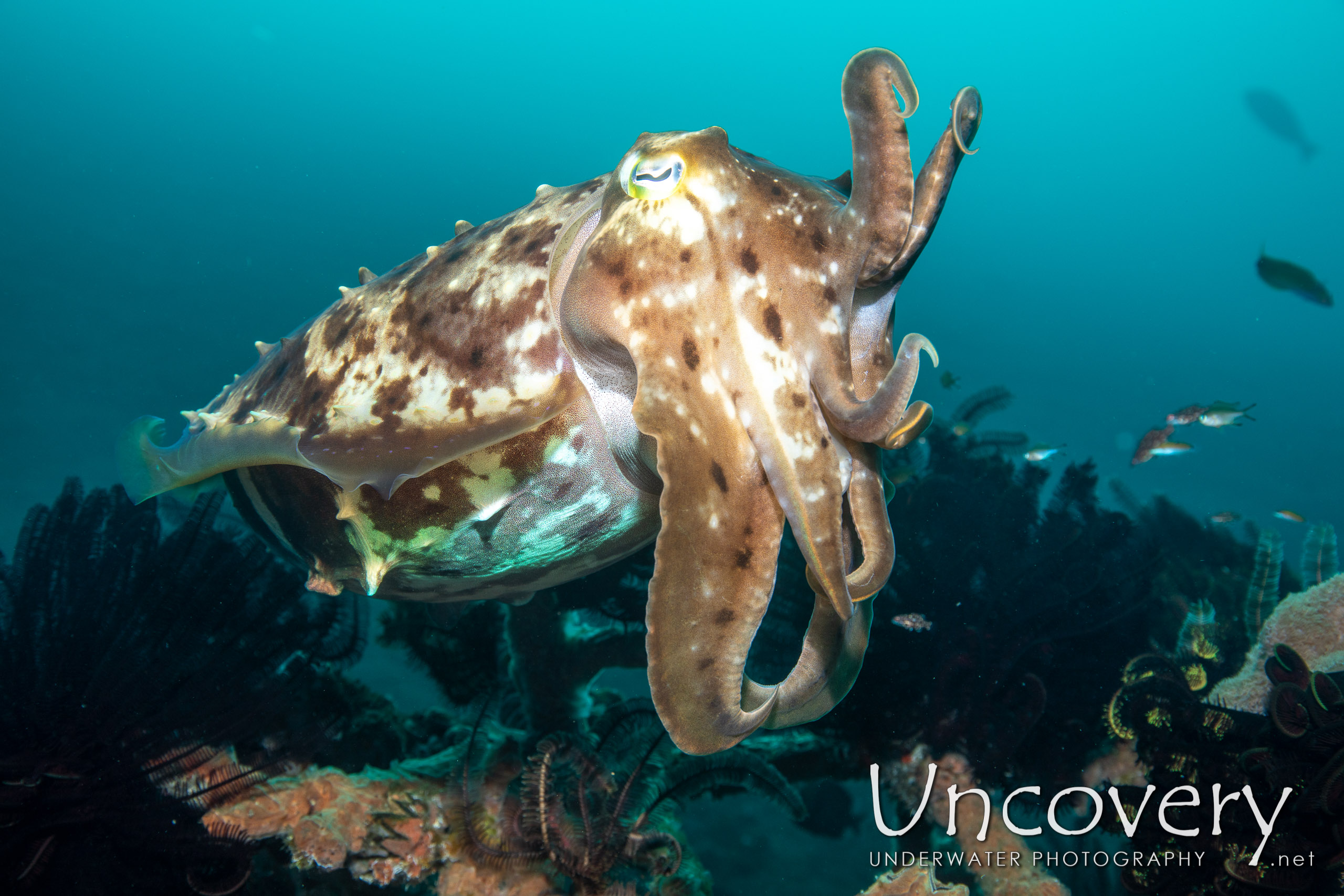 Broadclub Cuttlefish (sepia Latimanus), photo taken in Indonesia, Bali, Tulamben, Seraya Secrets