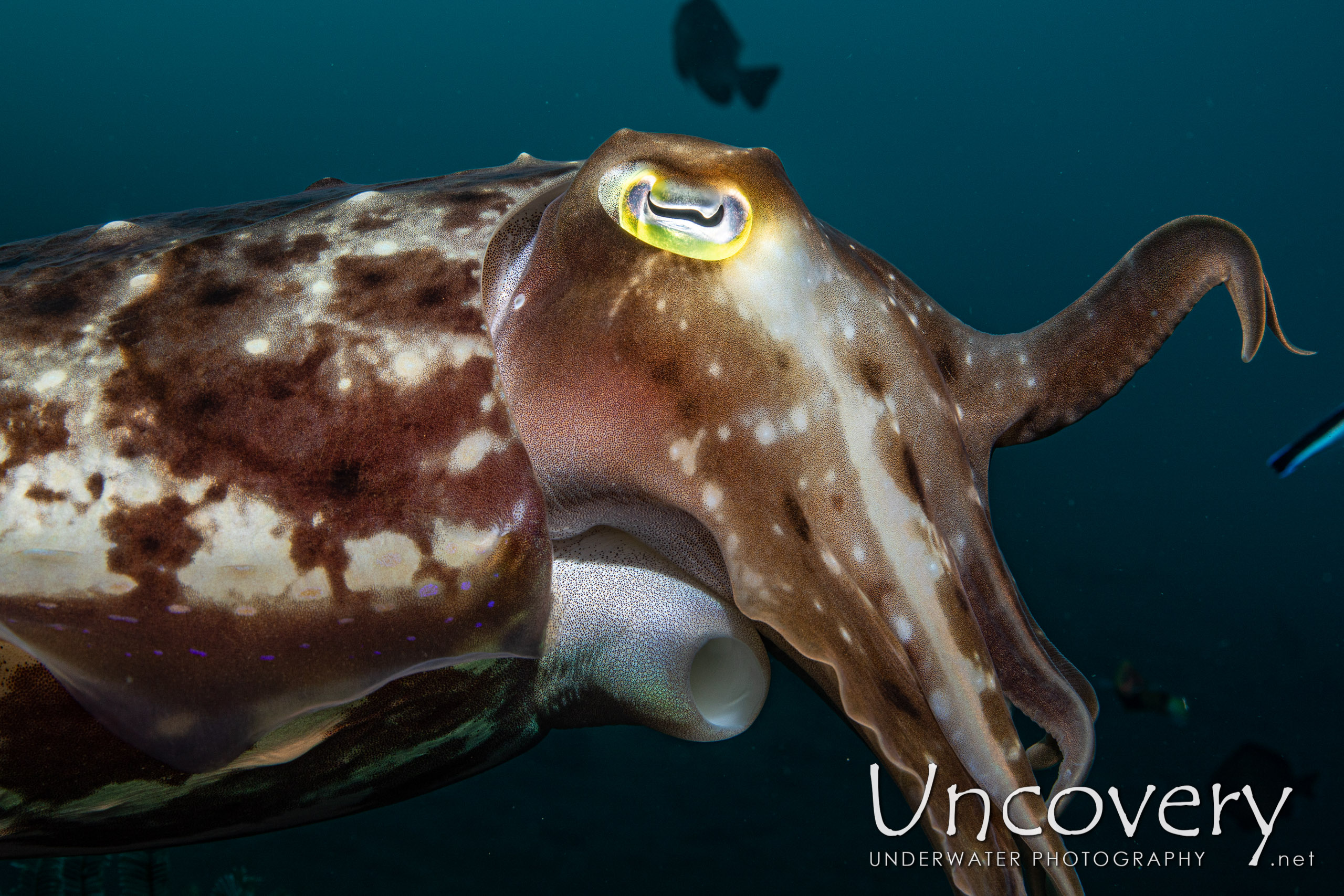 Broadclub Cuttlefish (sepia Latimanus), photo taken in Indonesia, Bali, Tulamben, Seraya Secrets