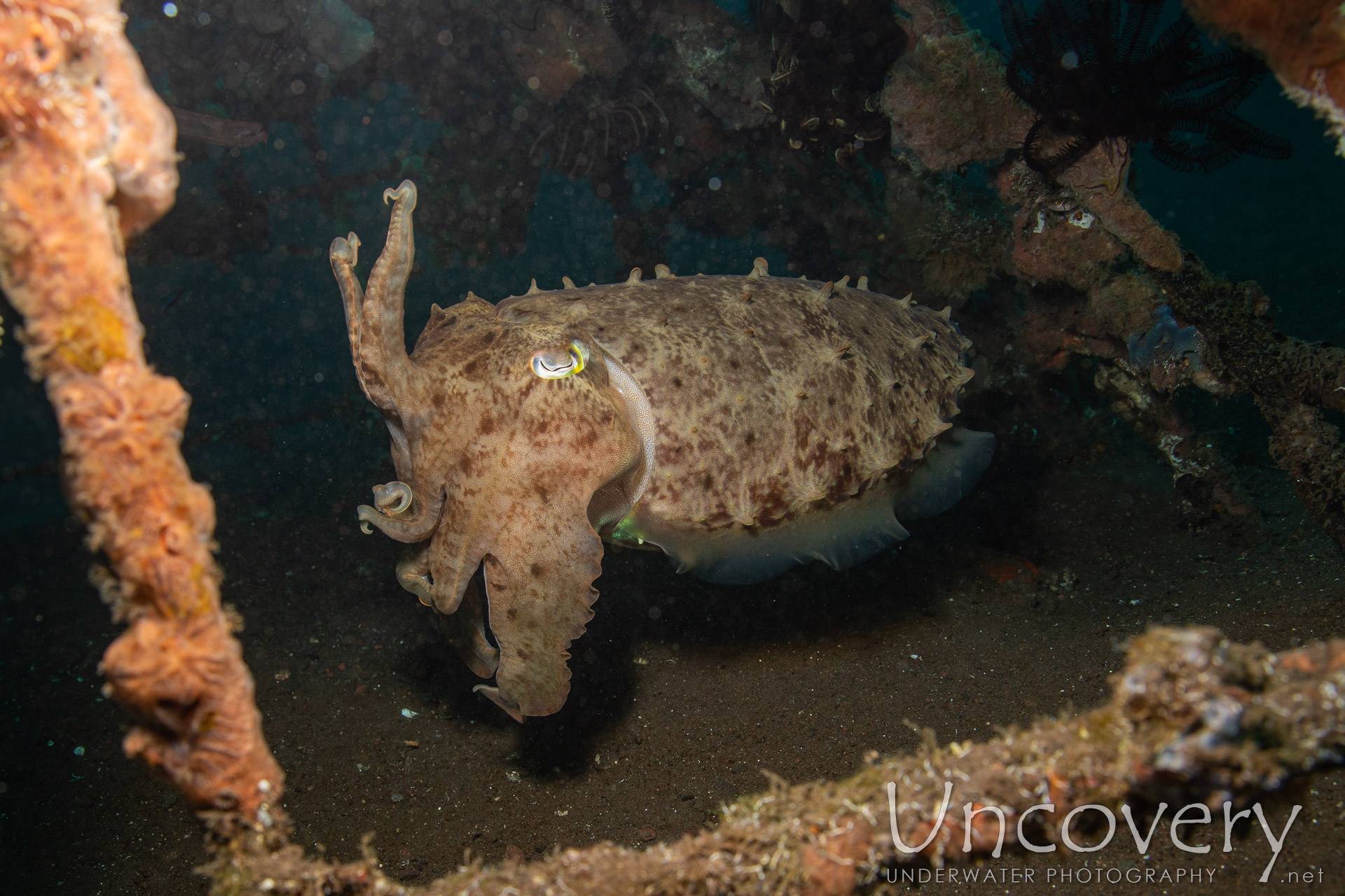 Broadclub Cuttlefish (sepia Latimanus), photo taken in Indonesia, Bali, Tulamben, Seraya Secrets