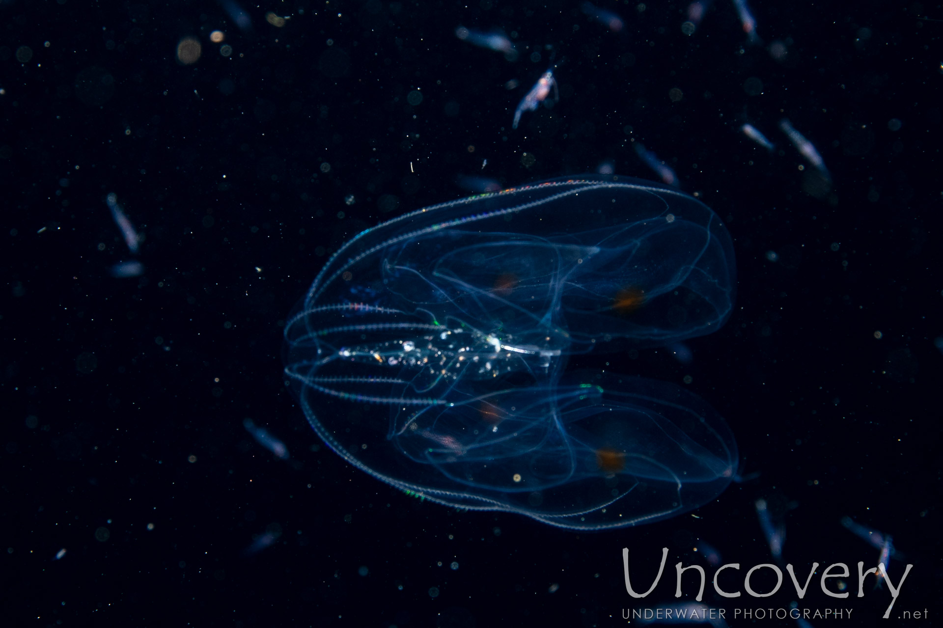 00 To Be Determined, photo taken in Indonesia, Bali, Tulamben, Blackwater