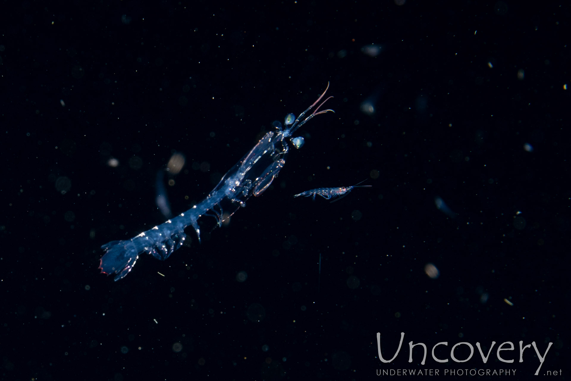 00 To Be Determined, photo taken in Indonesia, Bali, Tulamben, Blackwater