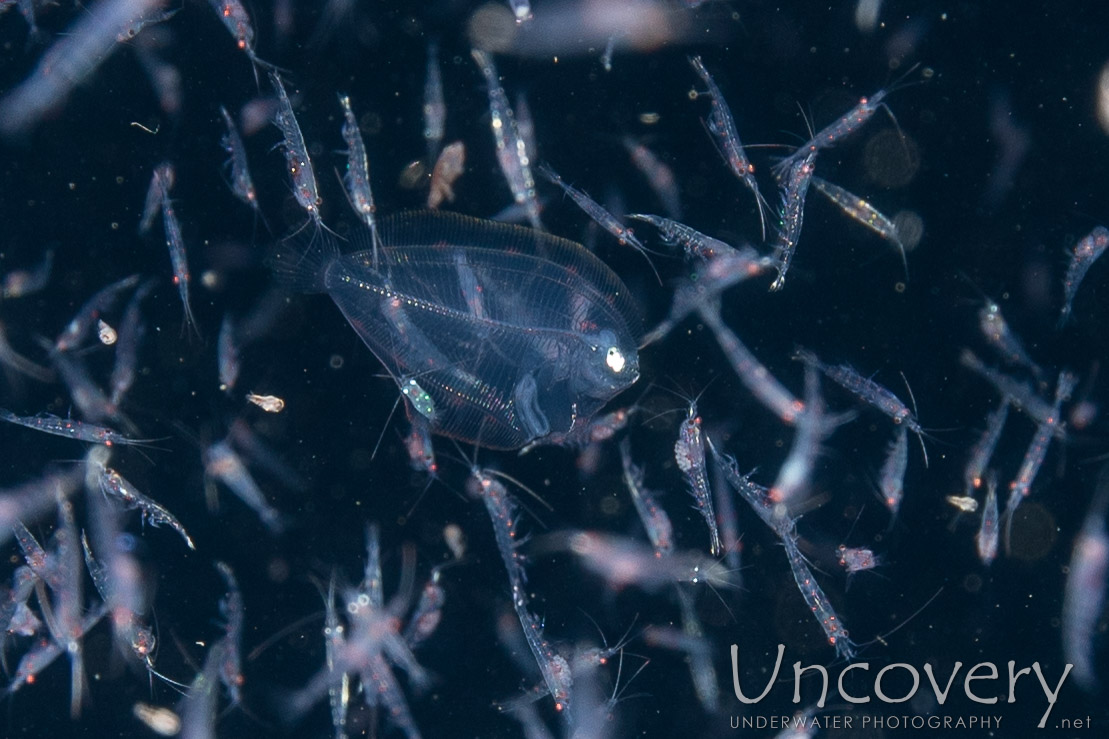 Flounder, photo taken in Indonesia, Bali, Tulamben, Blackwater