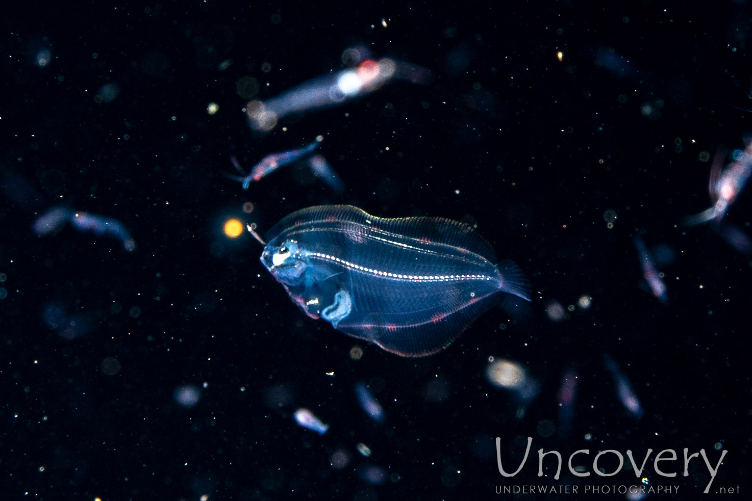 Flounder, photo taken in Indonesia, Bali, Tulamben, Blackwater