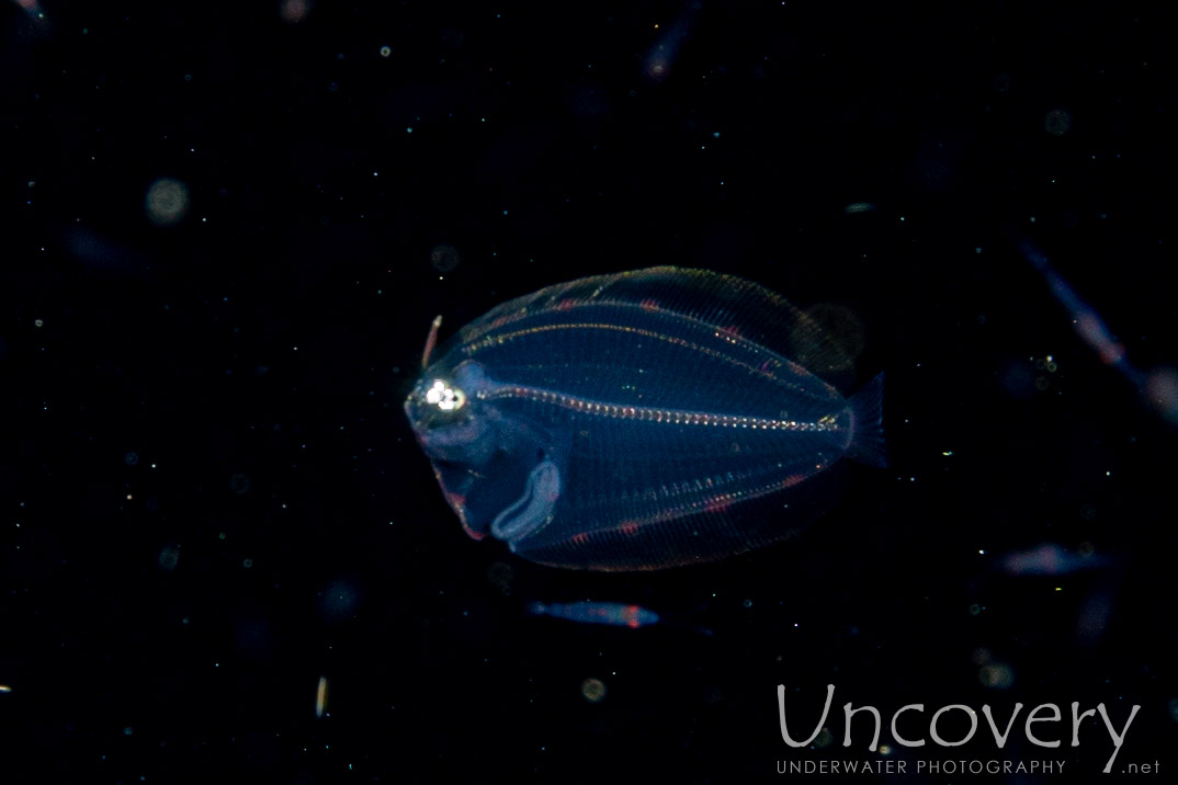 Flounder, photo taken in Indonesia, Bali, Tulamben, Blackwater