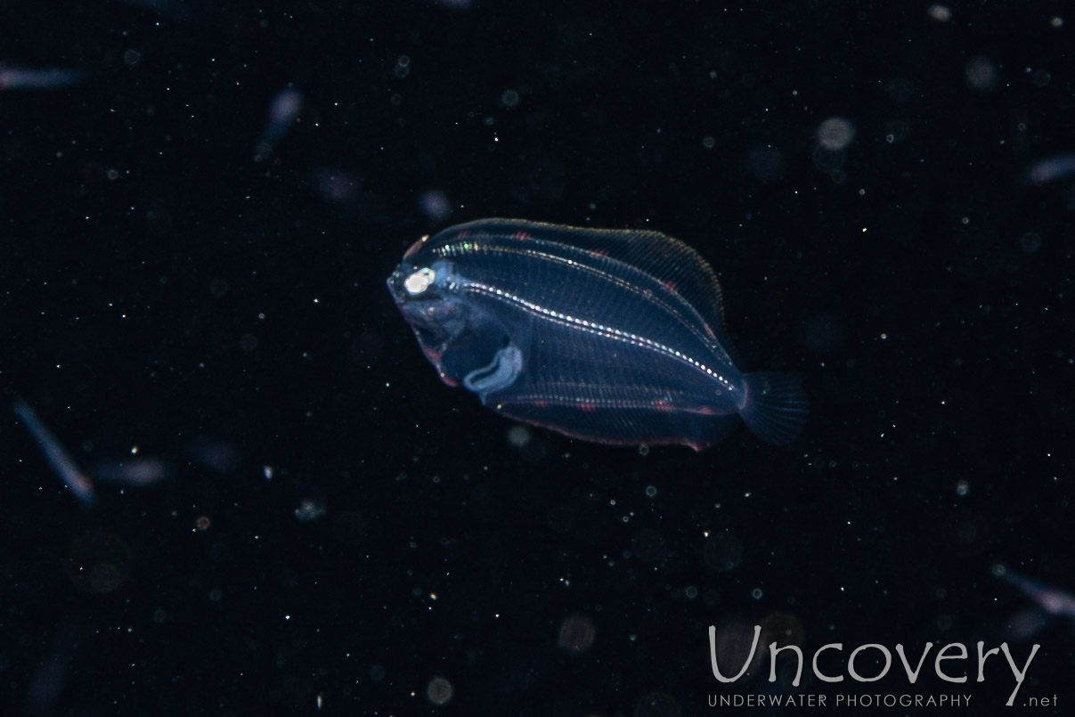 Flounder, photo taken in Indonesia, Bali, Tulamben, Blackwater