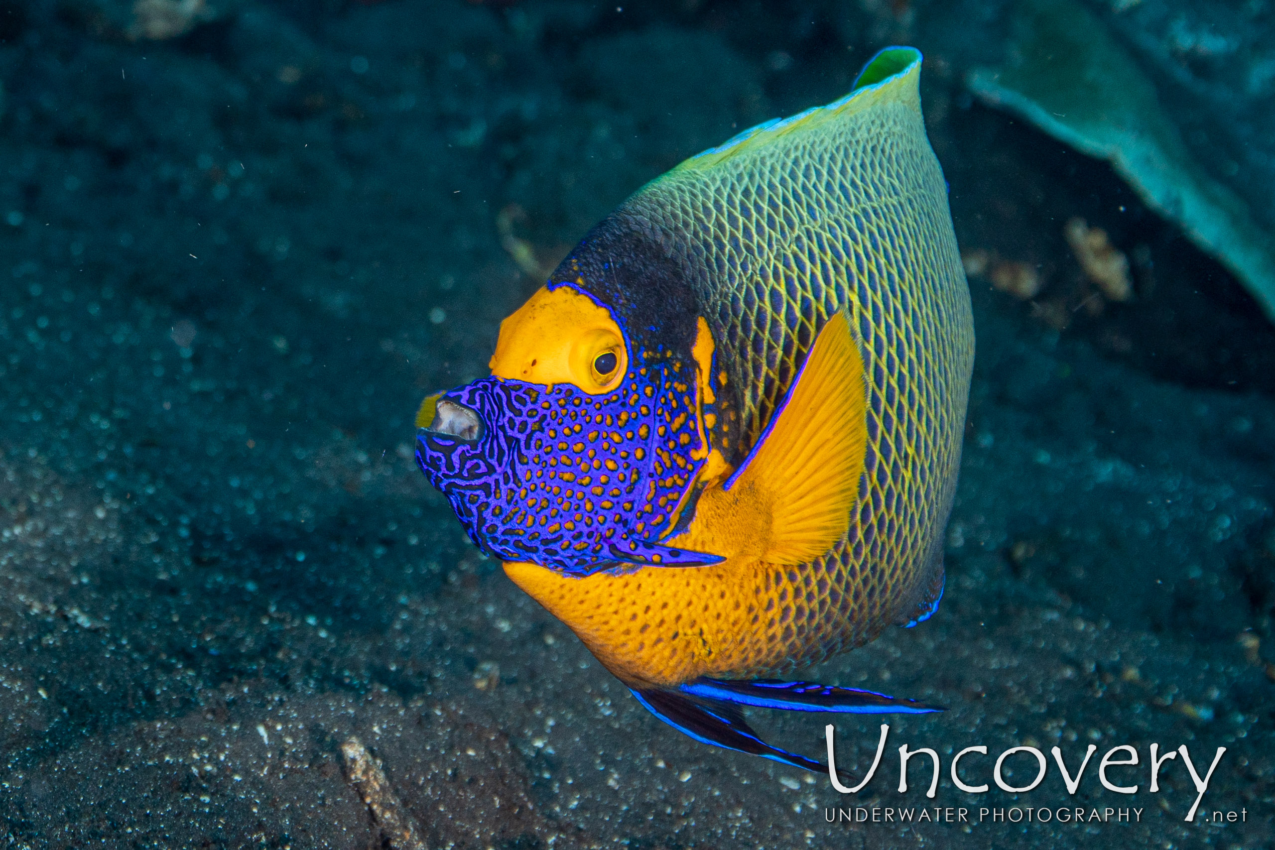 Yellowface Angelfish (pomacanthus Xanthometopon) shot in Indonesia|Bali|Tulamben|Drop Off