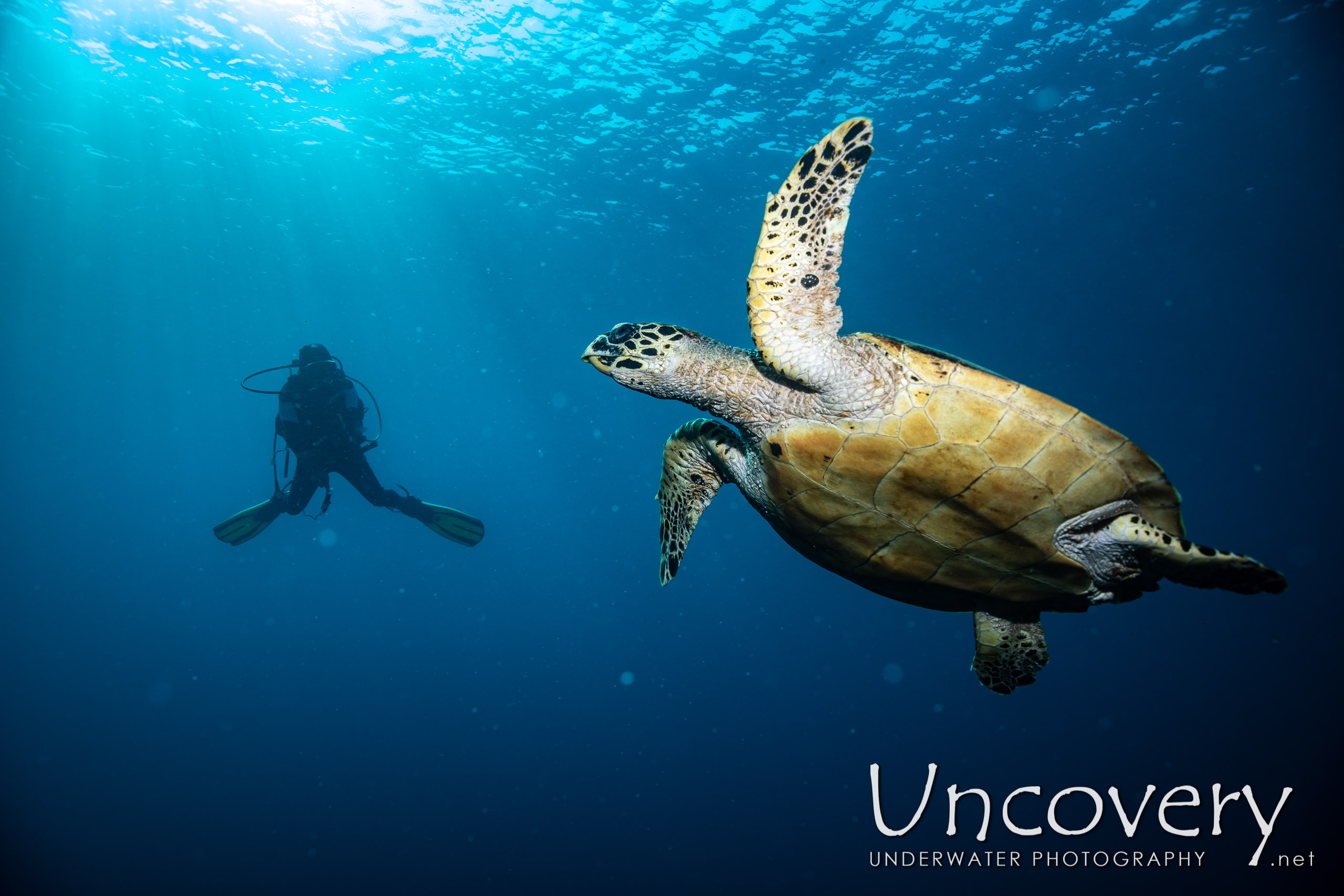 Hawksbill Sea Turtle (eretmochelys Imbricata) shot in Indonesia|Bali|Tulamben|Drop Off
