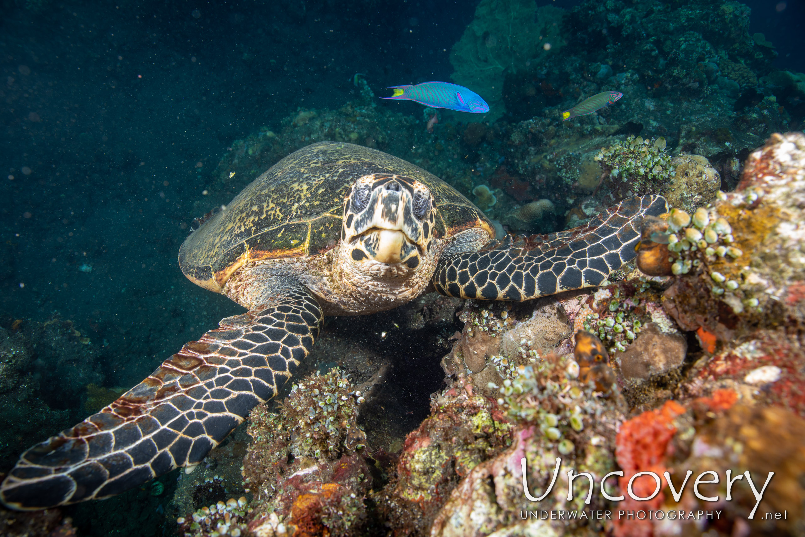 Hawksbill Sea Turtle (eretmochelys Imbricata) shot in Indonesia|Bali|Tulamben|Drop Off