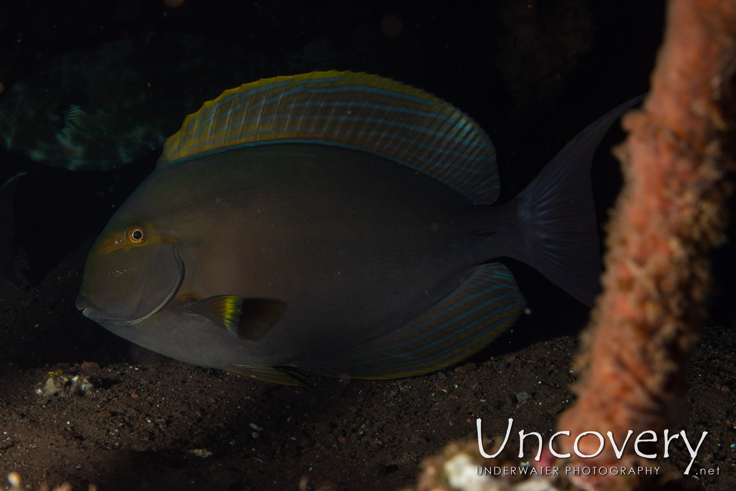 Brown Surgeonfish (acanthurus Nigrofuscus) shot in Indonesia|Bali|Tulamben|Seraya Secrets