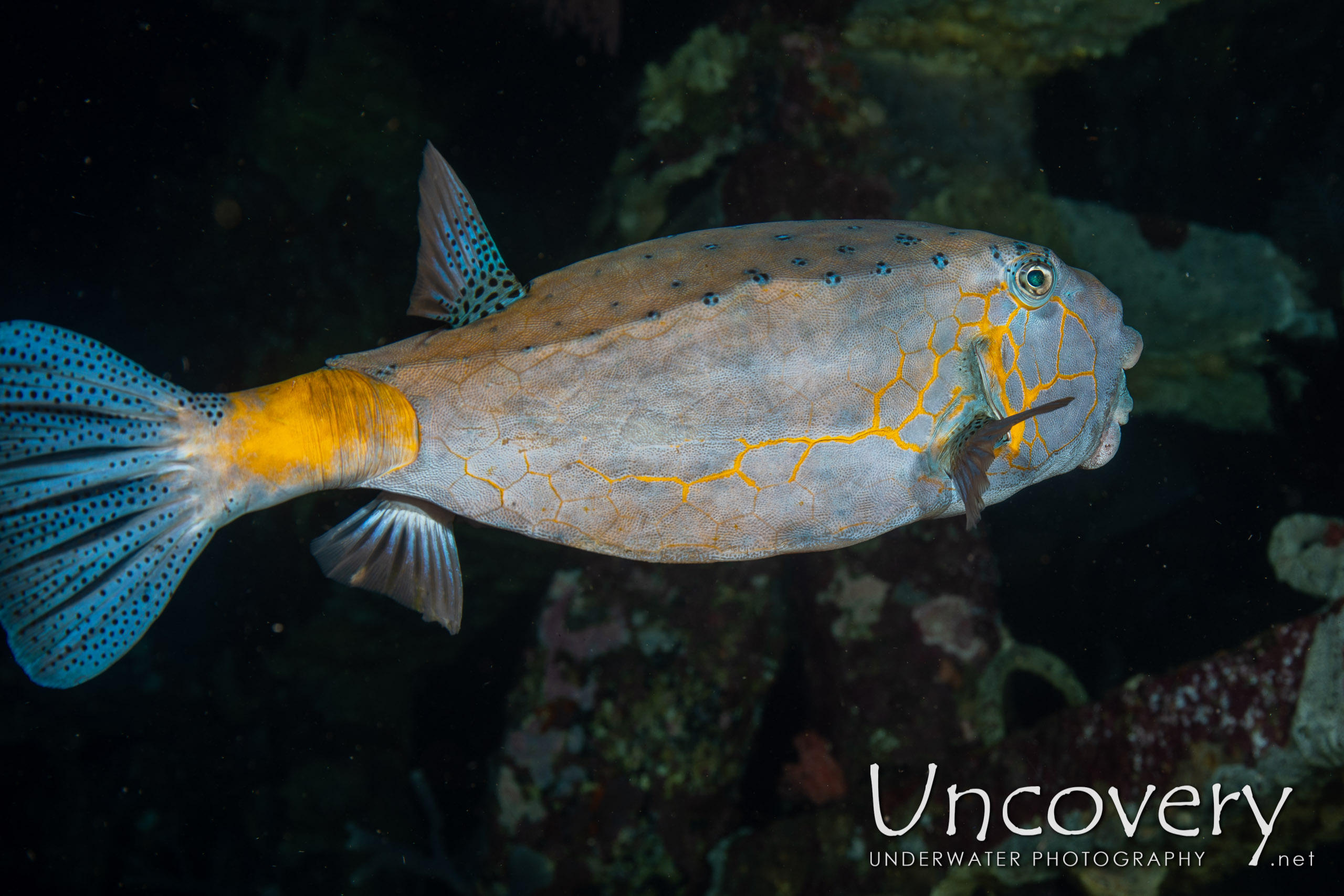 Yellow Boxfish (ostracion Cubicus) shot in Indonesia|Bali|Tulamben|Seraya Secrets