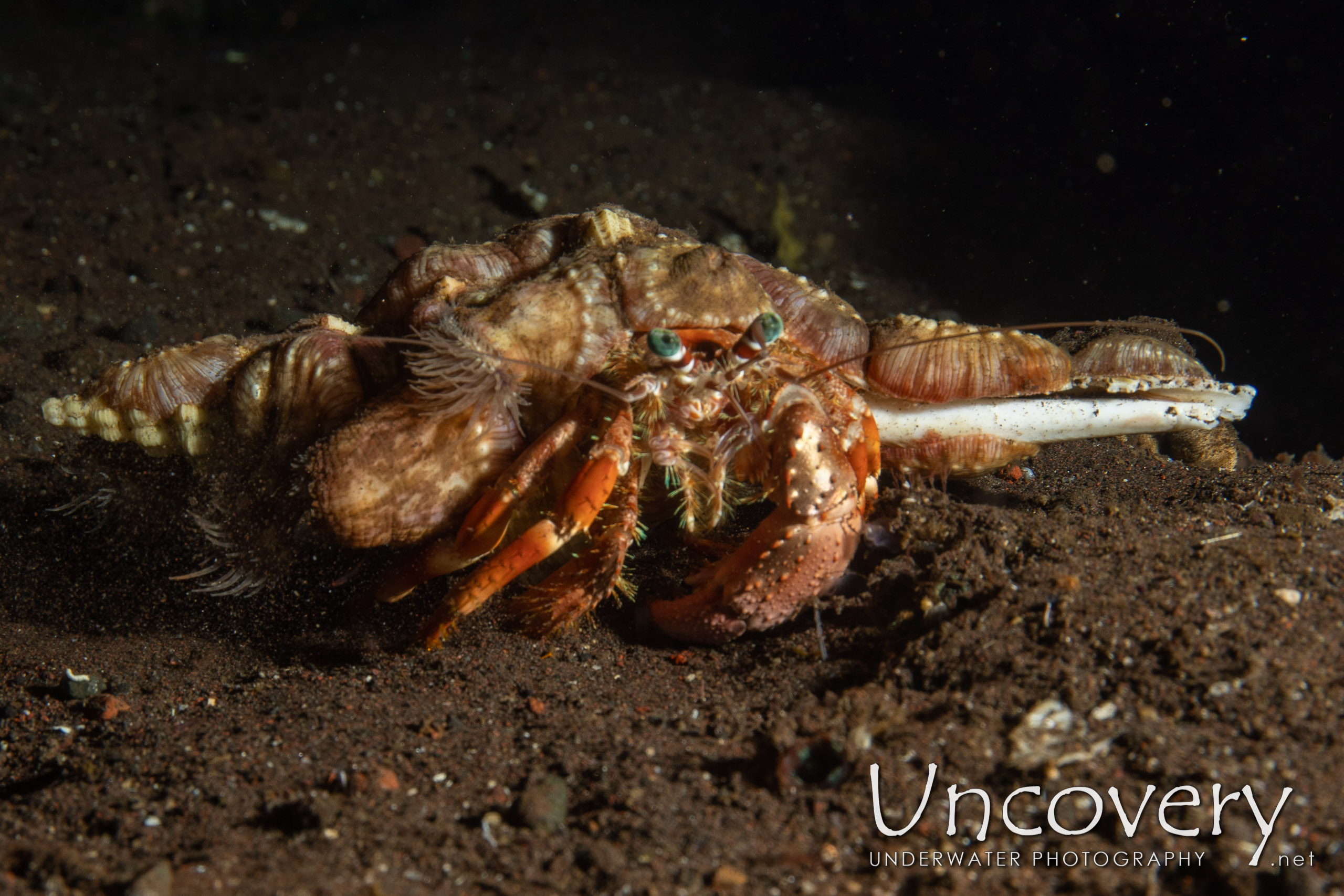 Hermit Crab shot in Indonesia|Bali|Tulamben|Seraya Secrets