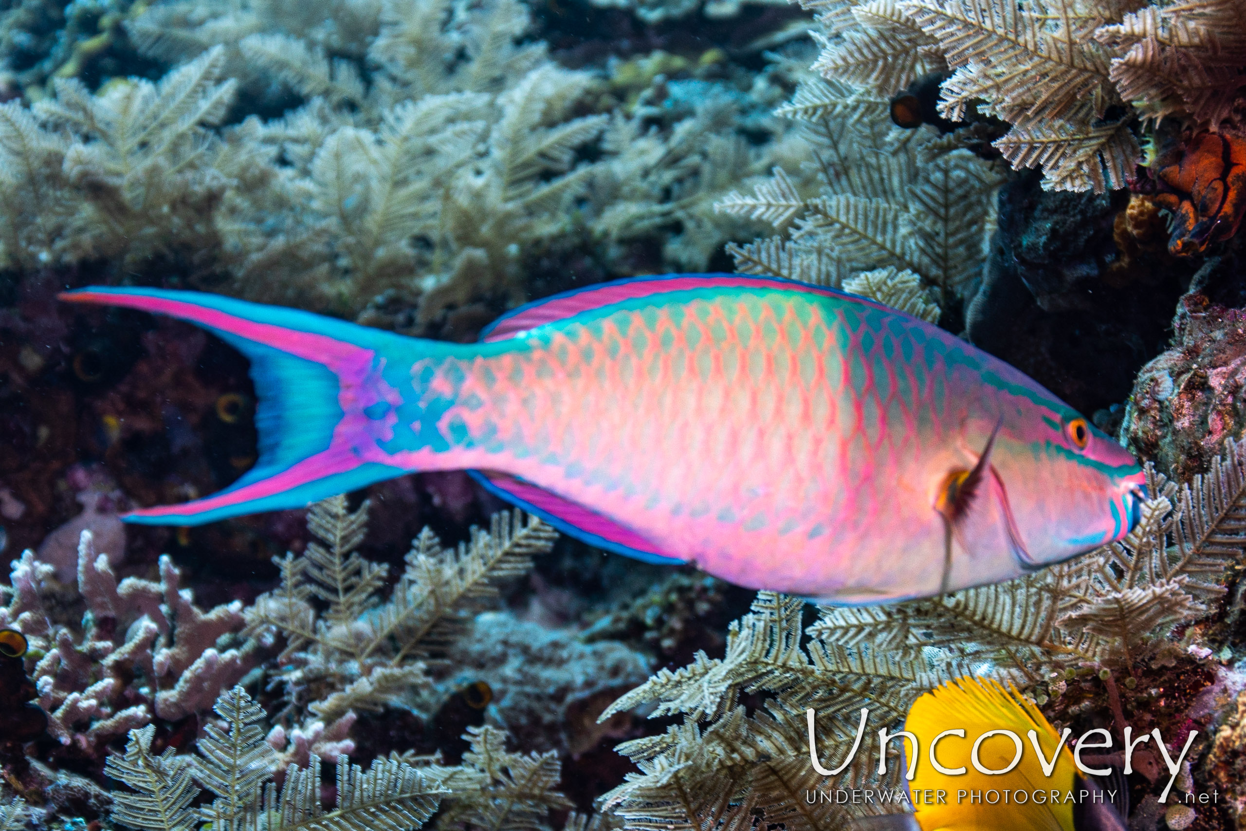 Quoy's Parrotfish (scarus Quoyi), photo taken in Indonesia, Bali, Tulamben, Emerald
