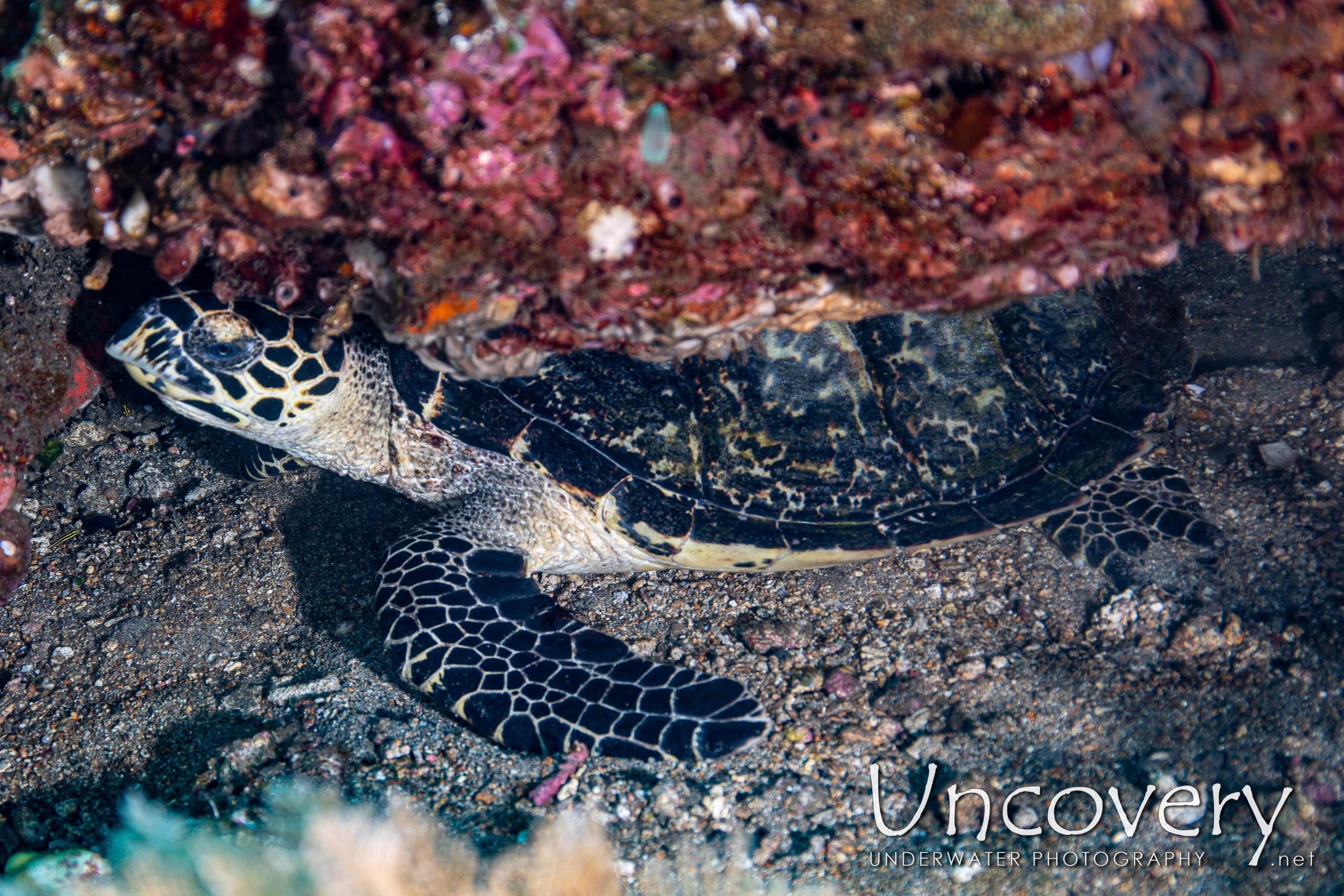 Hawksbill Sea Turtle (eretmochelys Imbricata) shot in Indonesia|Bali|Tulamben|Emerald