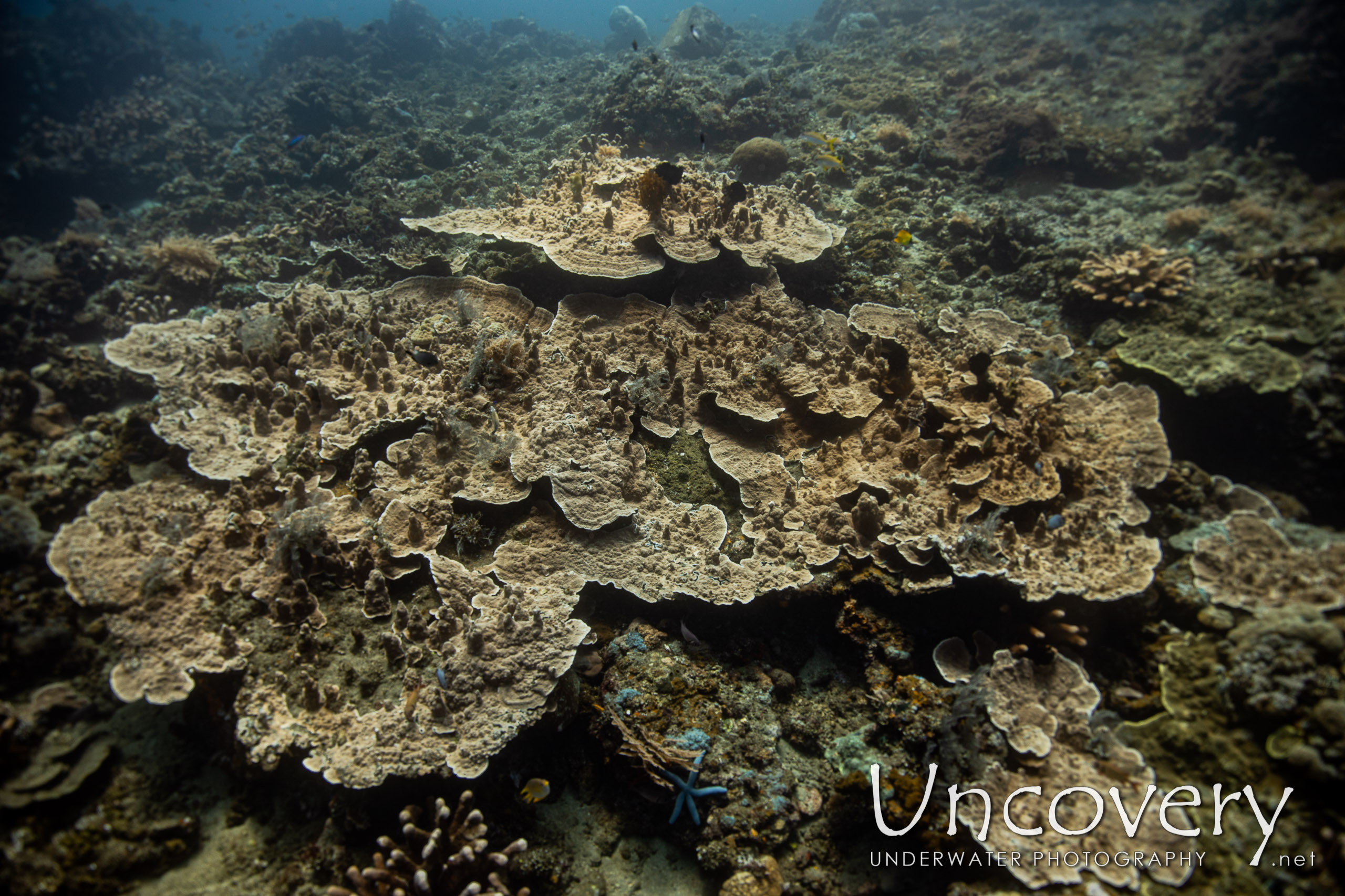 Coral shot in Indonesia|Bali|Tulamben|Emerald