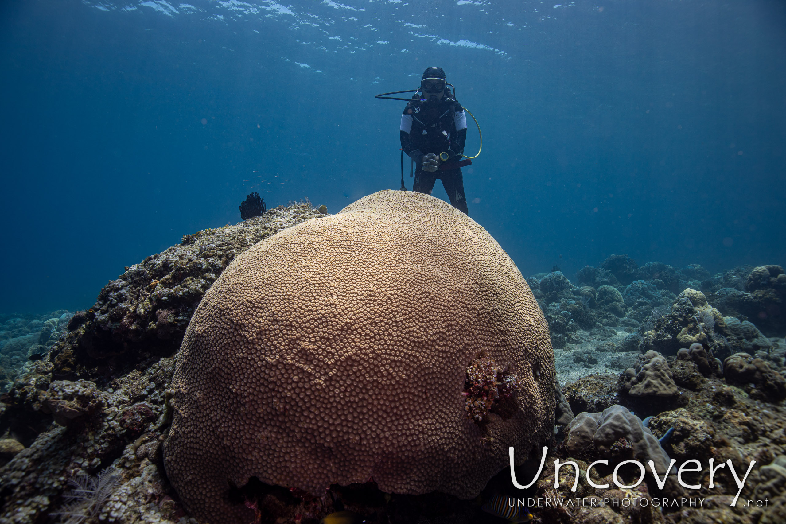 Coral shot in Indonesia|Bali|Tulamben|Emerald