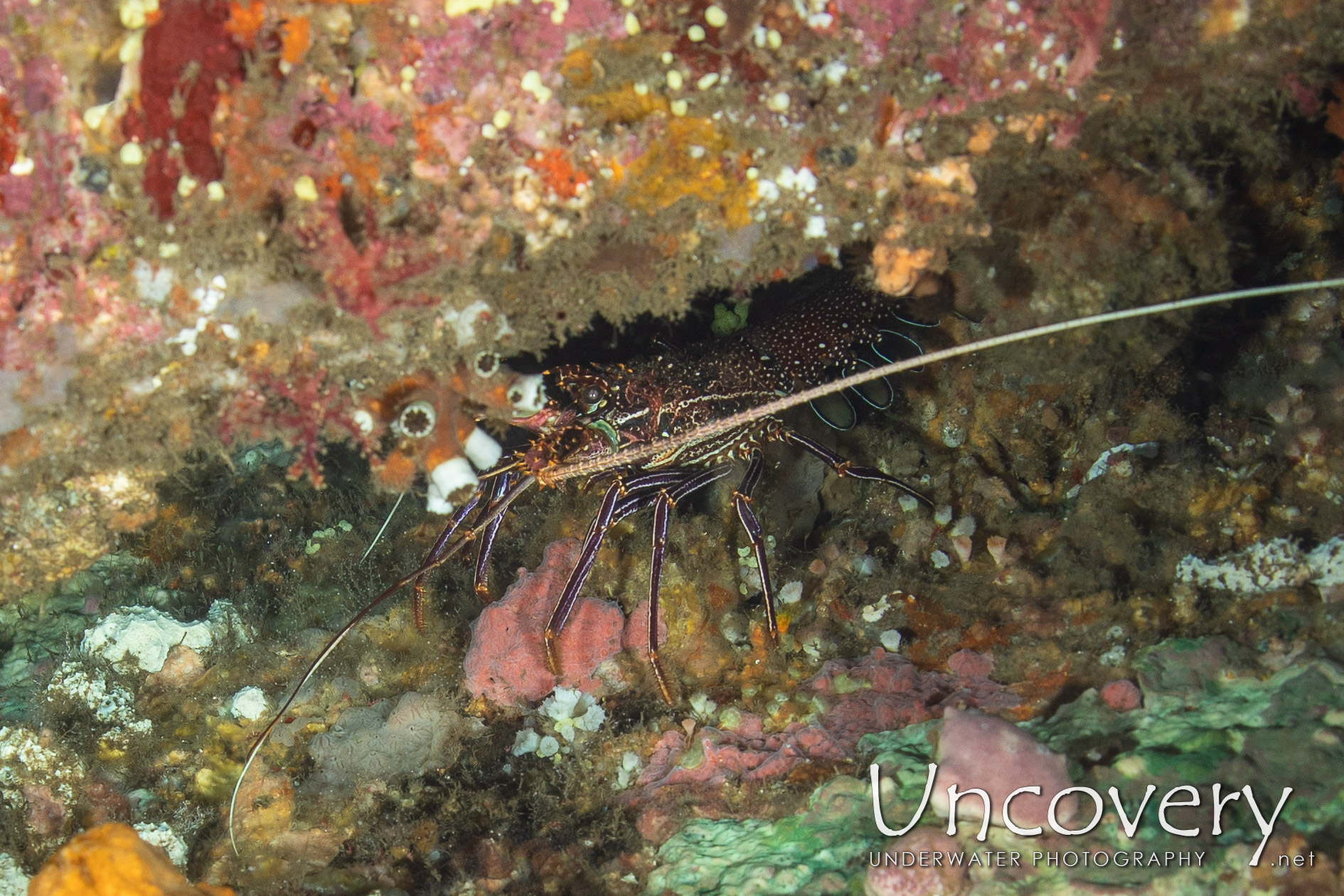 Painted Spiny Lobster (panulirus Versicolor), photo taken in Indonesia, Bali, Tulamben, Liberty Wreck