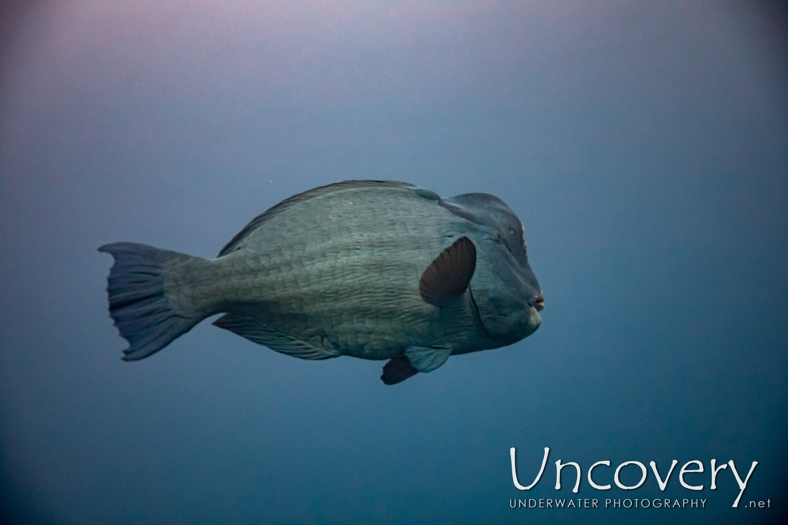 Humphead Parrotfish (bolbometopon Muricatum) shot in Indonesia|Bali|Tulamben|Liberty Wreck