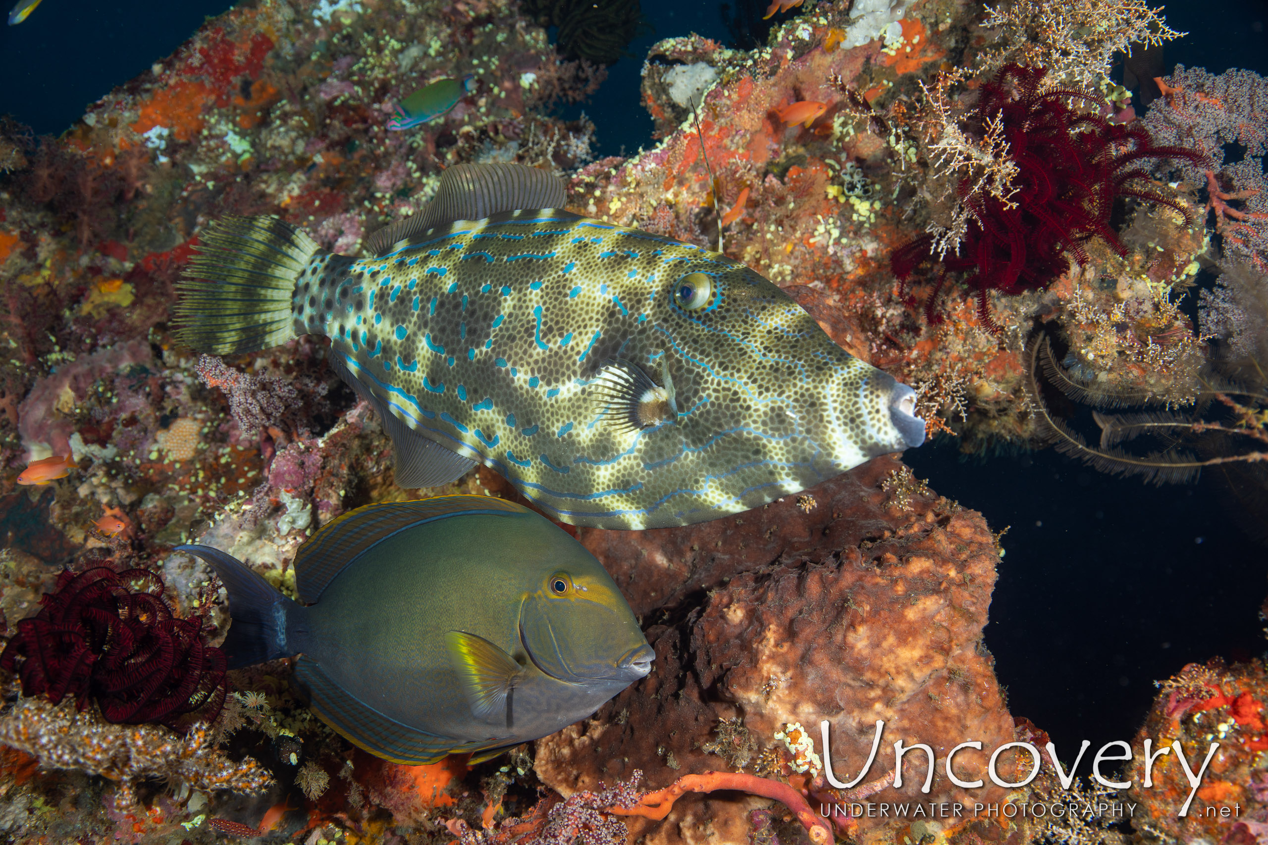 Scribbled Leatherjacket Filefish (aluterus Scriptus) shot in Indonesia|Bali|Tulamben|Liberty Wreck