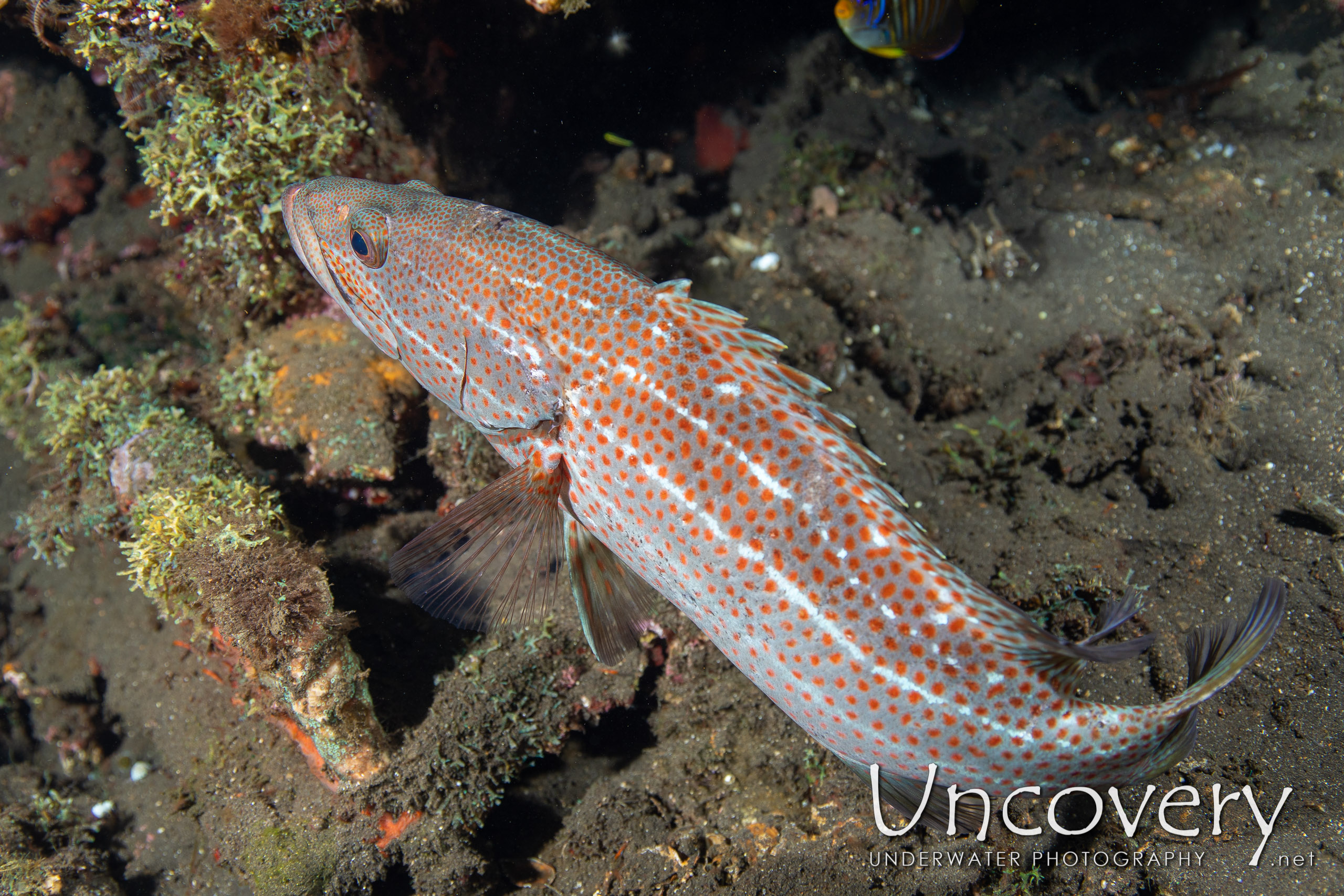 Slender Grouper (anyperodon Leucogrammicus) shot in Indonesia|Bali|Tulamben|Liberty Wreck