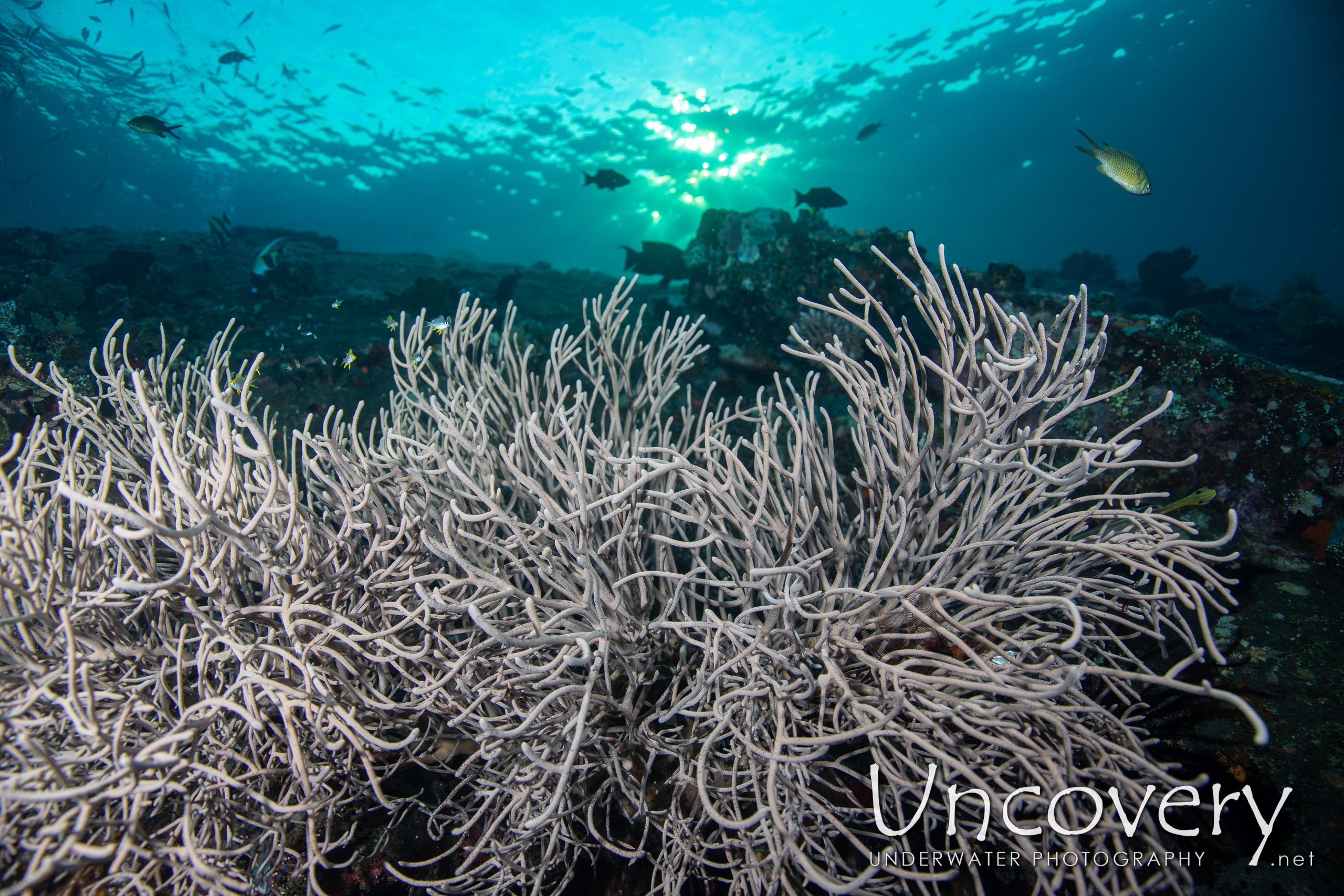 Coral shot in Indonesia|Bali|Tulamben|Liberty Wreck