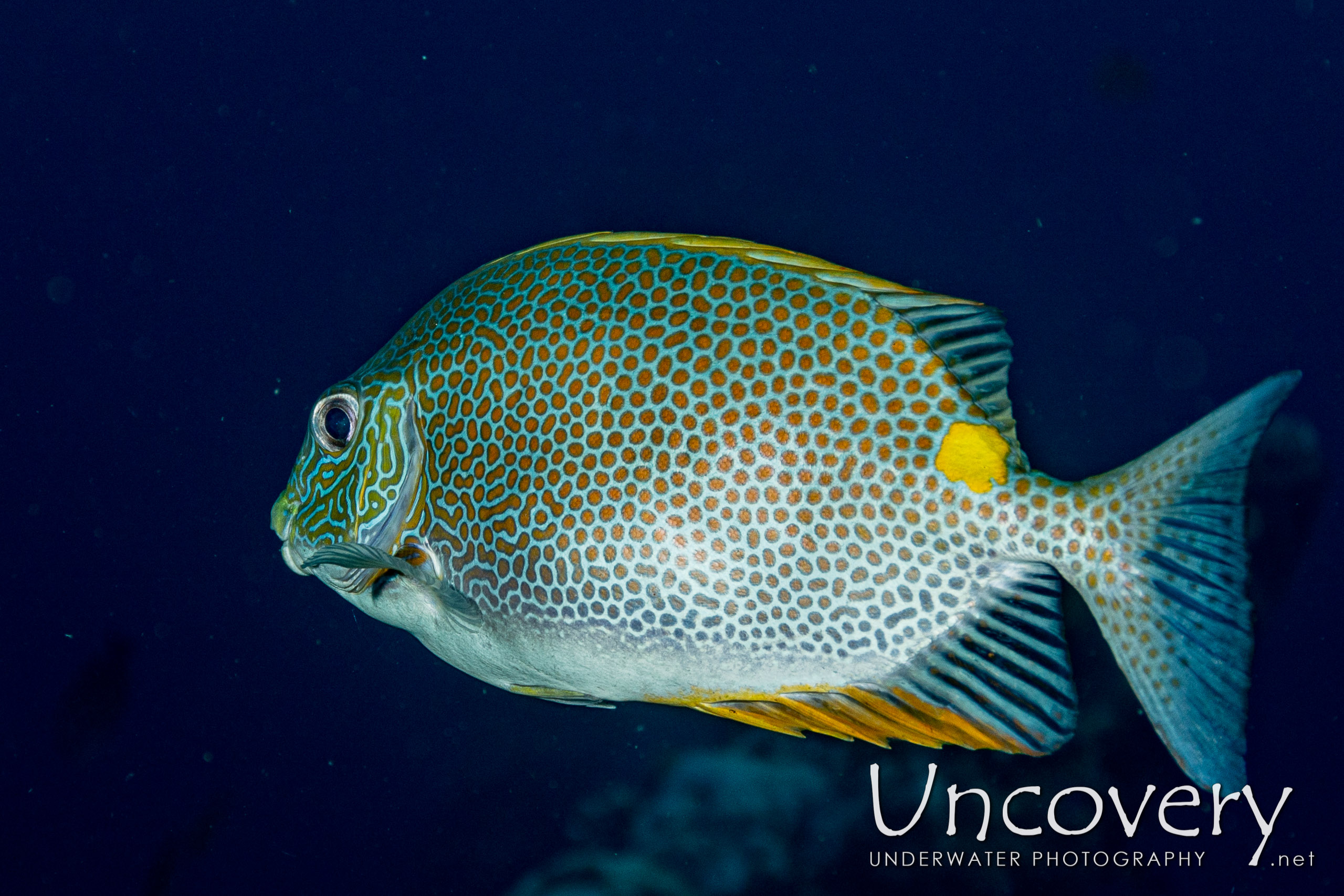 Golden Rabbbitfish (sigamus Guttatus) shot in Indonesia|Bali|Tulamben|Liberty Wreck