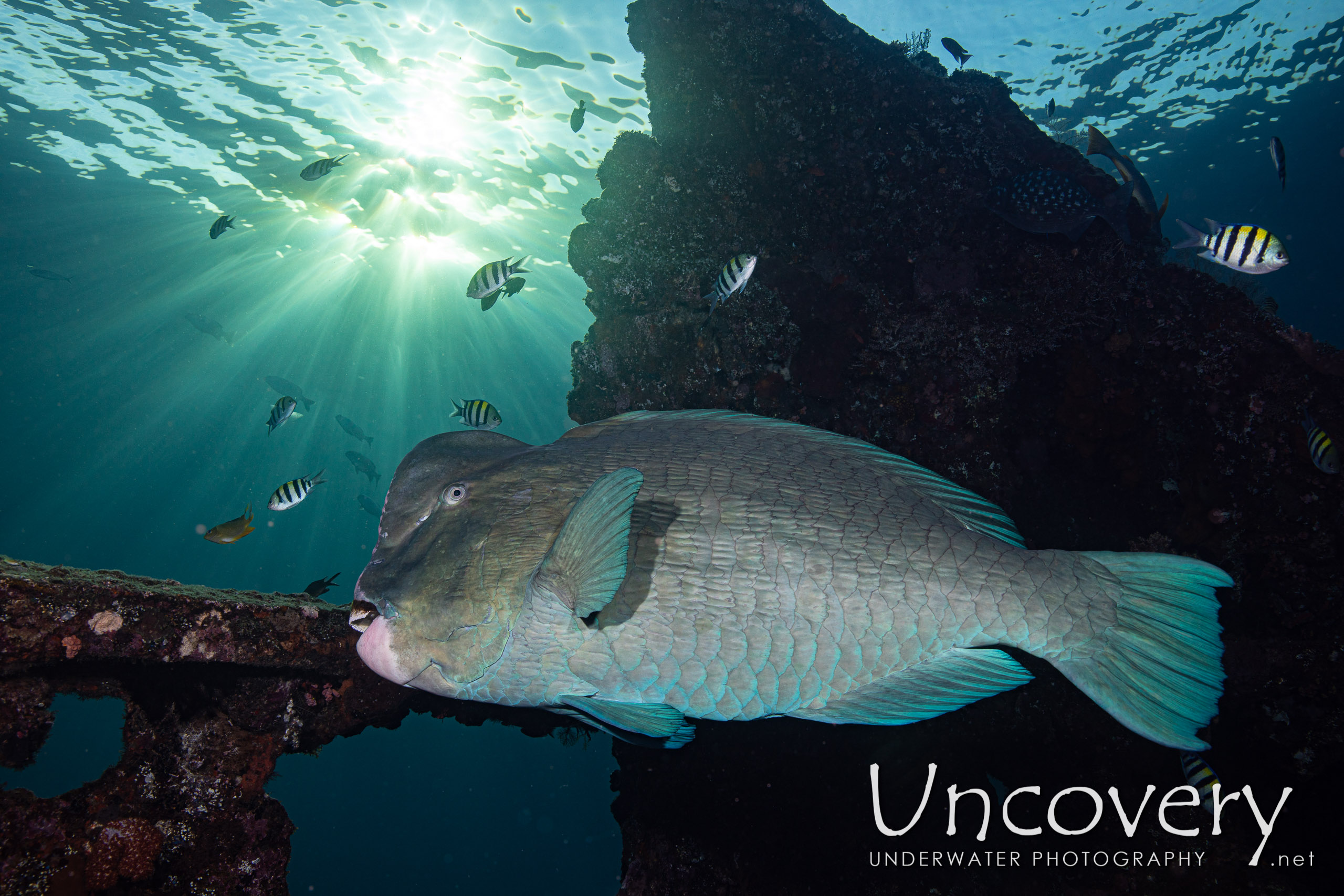 Humphead Parrotfish (bolbometopon Muricatum) shot in Indonesia|Bali|Tulamben|Liberty Wreck
