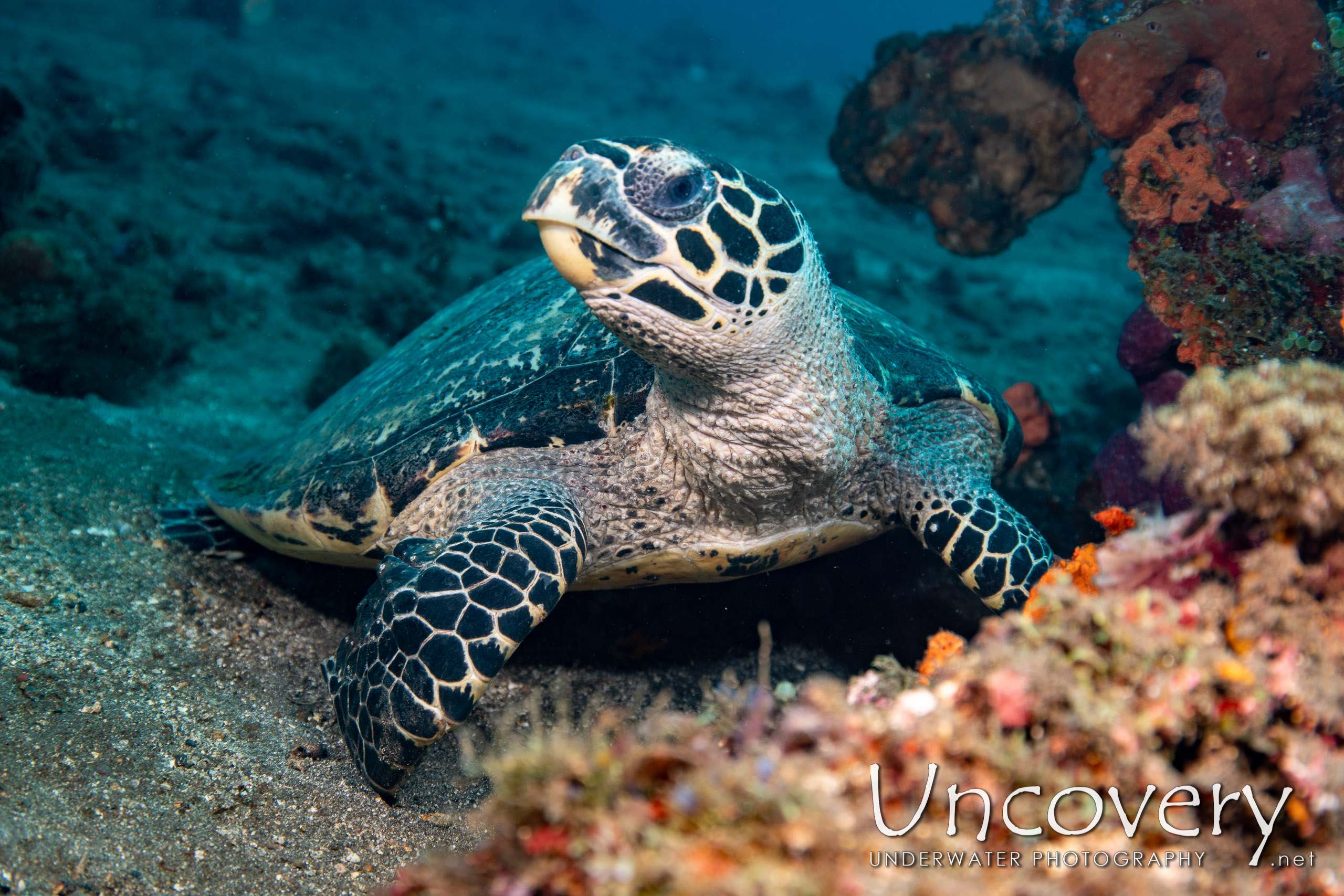 Hawksbill Sea Turtle (eretmochelys Imbricata) shot in Indonesia|Bali|Tulamben|Bulakan Reef