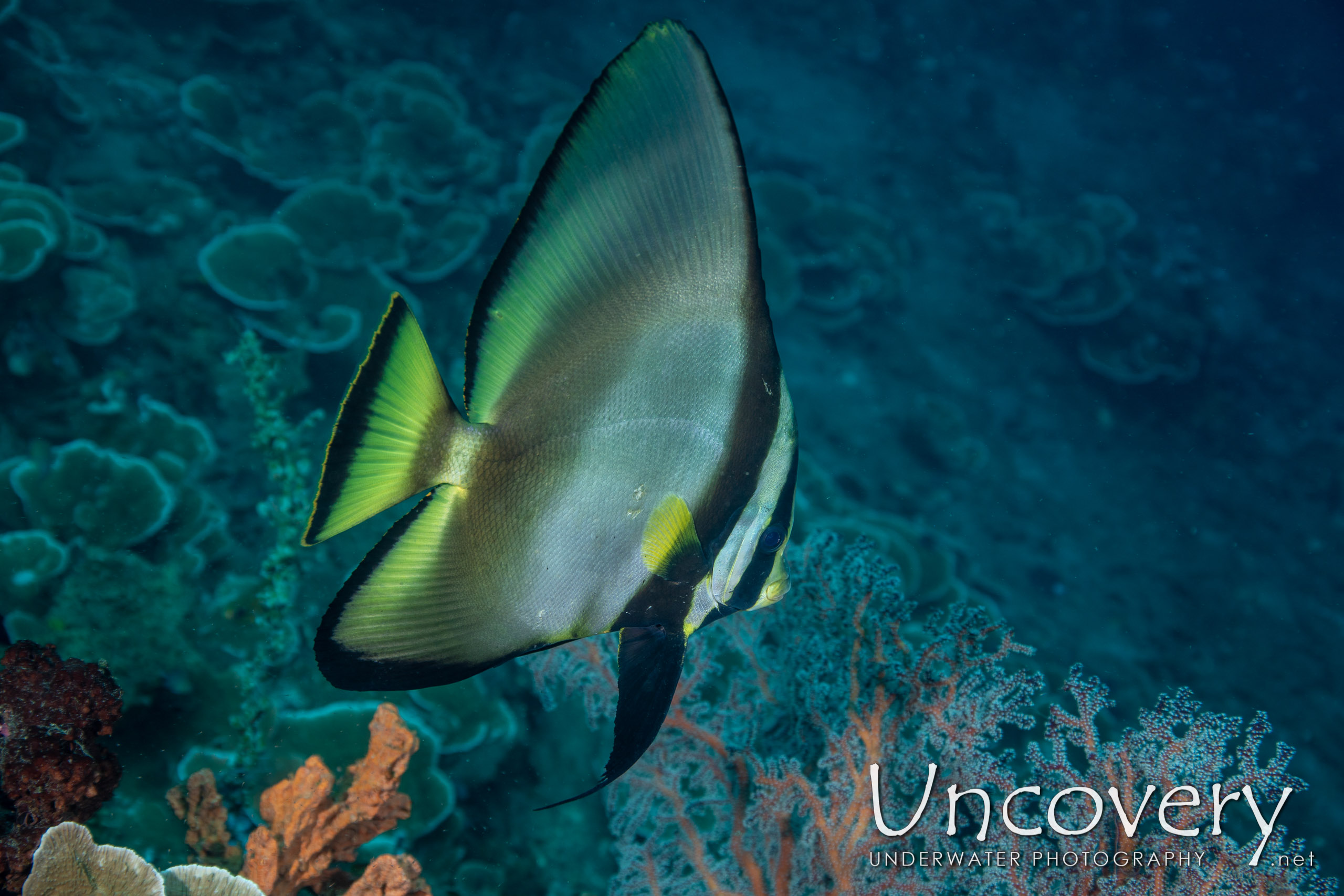 Dusky Batfish (platax Pinnatus) shot in Indonesia|Bali|Tulamben|Bulakan Reef
