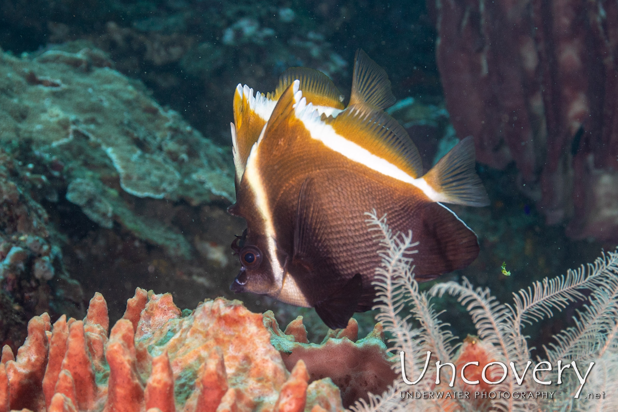 Horned Bannerfish (heniochus Varius) shot in Indonesia|Bali|Tulamben|Bulakan Reef
