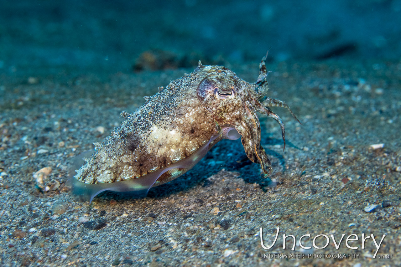 Broadclub Cuttlefish (sepia Latimanus) shot in Indonesia|North Sulawesi|Lembeh Strait|Pulau Abadi