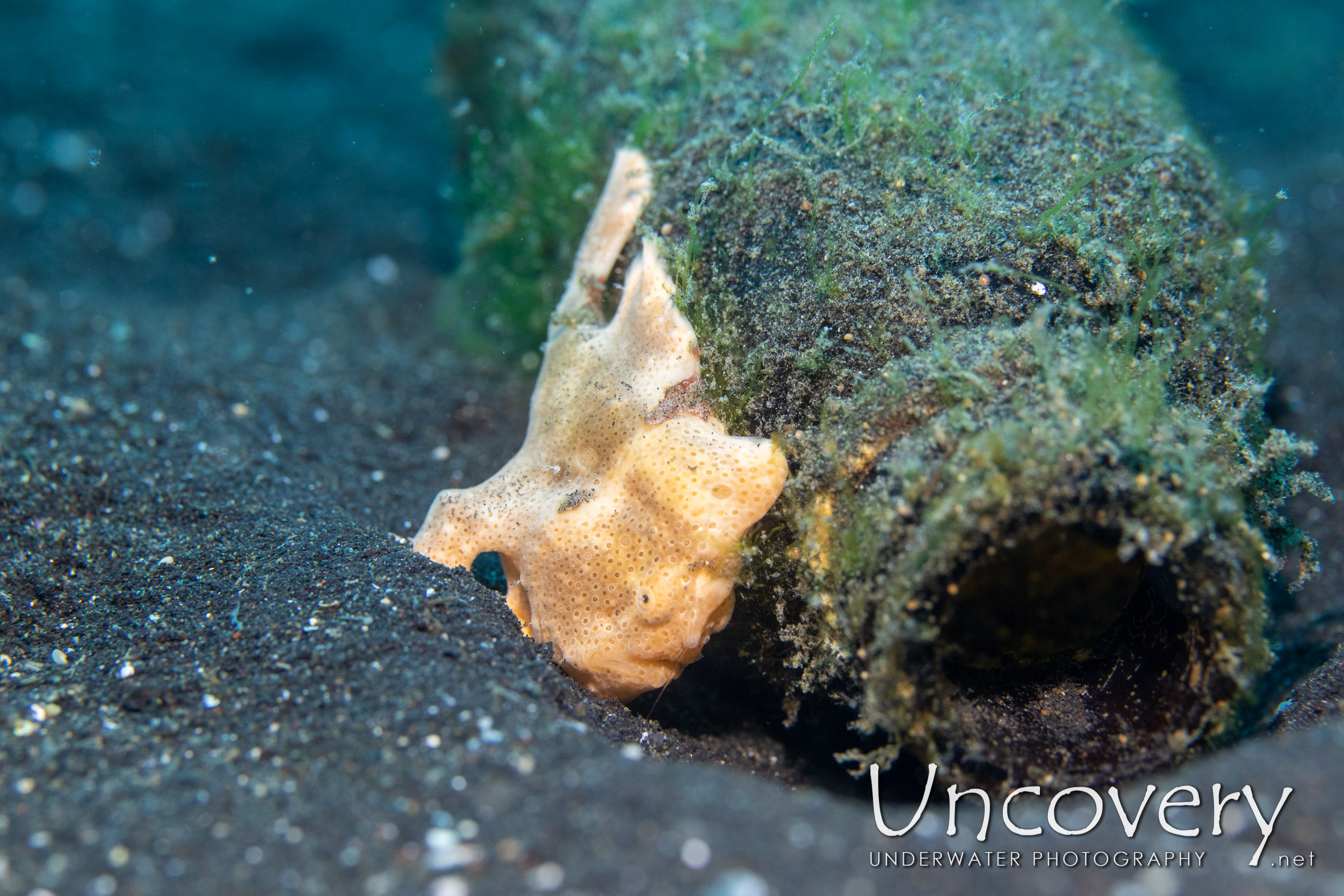 Painted Frogfish (antennarius Pictus), photo taken in Indonesia, North Sulawesi, Lembeh Strait, TK 3