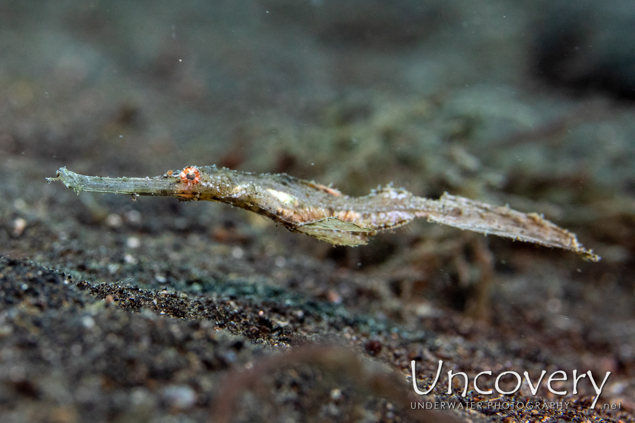 Robust Ghostpipefish (solenostomus Cyanopterus) shot in Indonesia|North Sulawesi|Lembeh Strait|TK 3