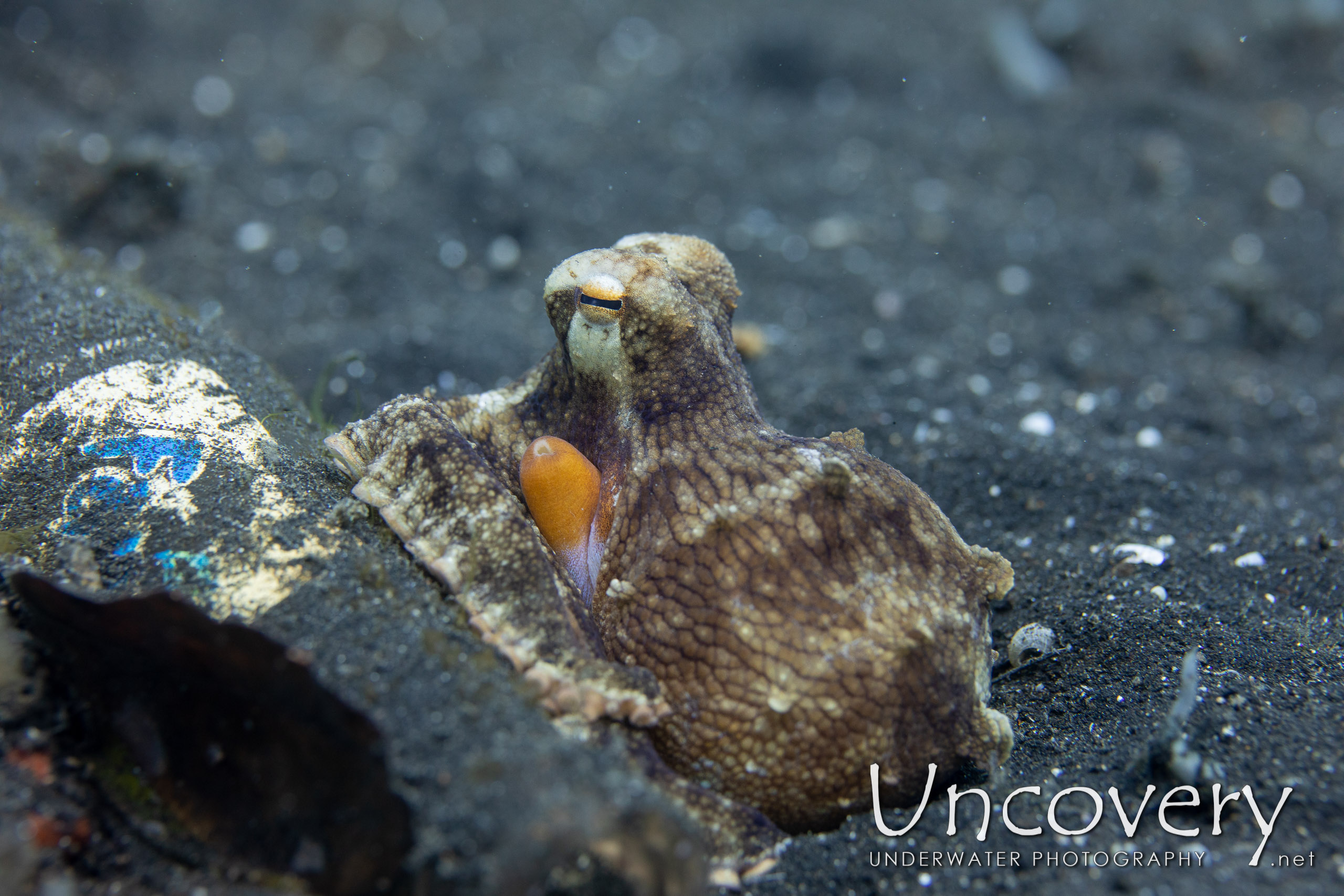 Coconut Octopus (amphioctopus Marginatus), photo taken in Indonesia, North Sulawesi, Lembeh Strait, TK 3