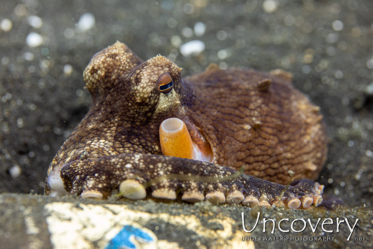 Coconut Octopus (amphioctopus Marginatus) shot in Indonesia|North Sulawesi|Lembeh Strait|TK 3