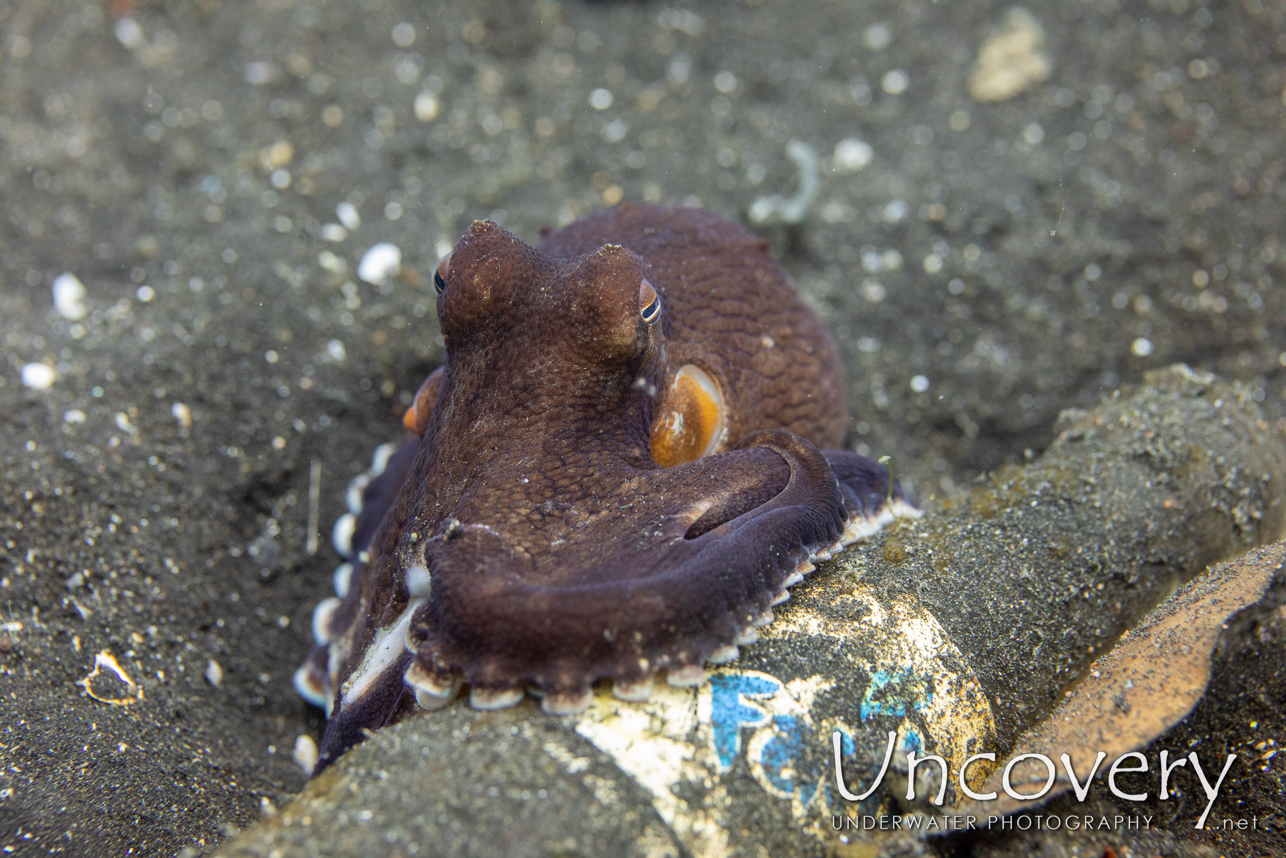 Coconut Octopus (amphioctopus Marginatus), photo taken in Indonesia, North Sulawesi, Lembeh Strait, TK 3