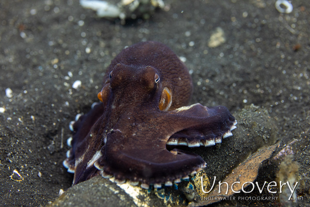 Coconut Octopus (amphioctopus Marginatus) shot in Indonesia|North Sulawesi|Lembeh Strait|TK 3