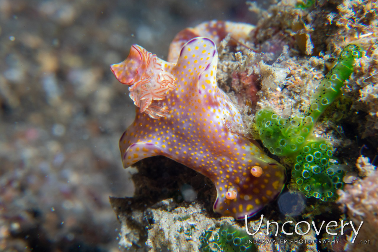 Nudibranch shot in Indonesia|North Sulawesi|Lembeh Strait|Tanjung Kusu Kusu