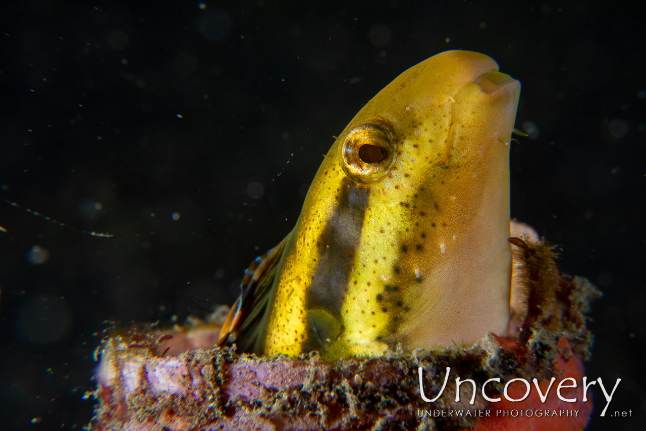 Shorthead Fangblenny (petroscirtes Breviceps), photo taken in Indonesia, North Sulawesi, Lembeh Strait, Retak Larry