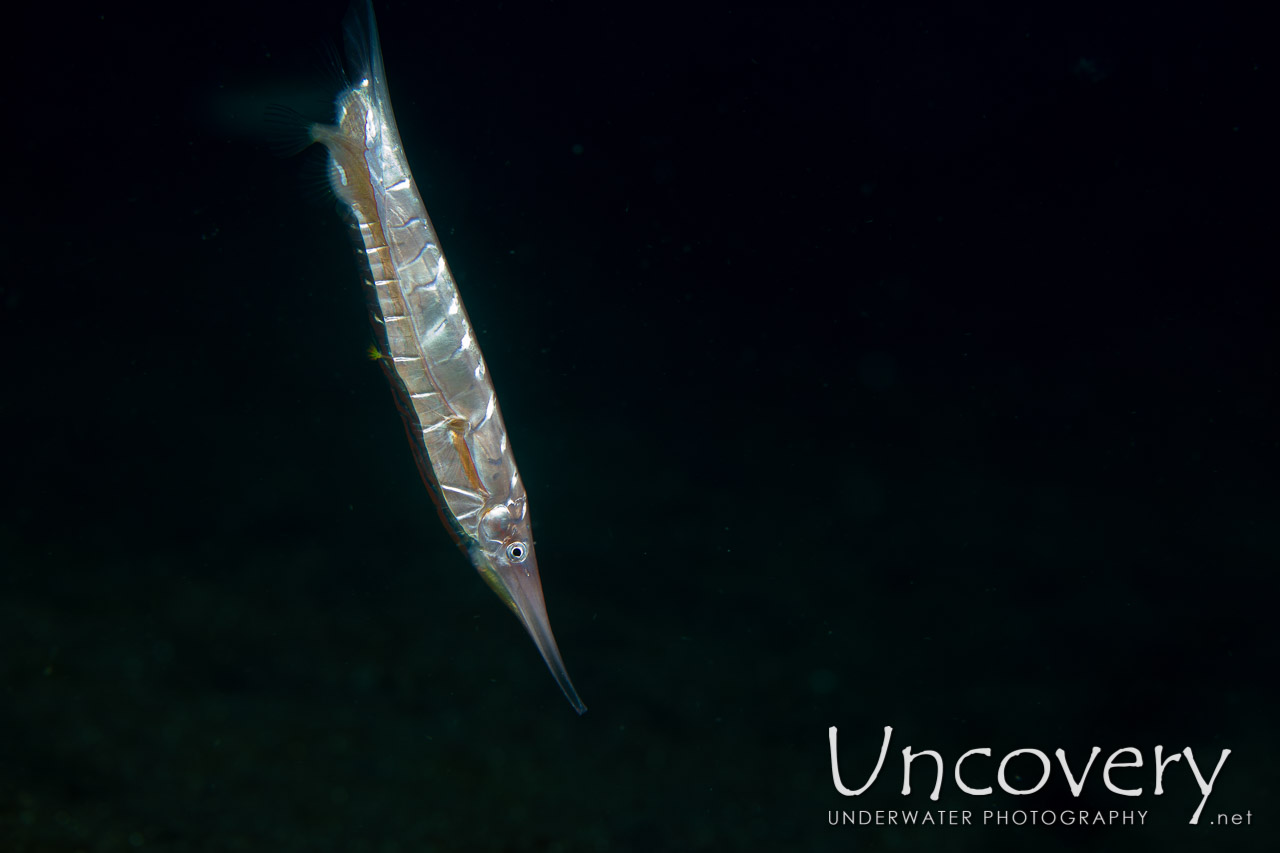 Grooved Razorfish (centriscus Scutatus), photo taken in Indonesia, North Sulawesi, Lembeh Strait, Retak Larry