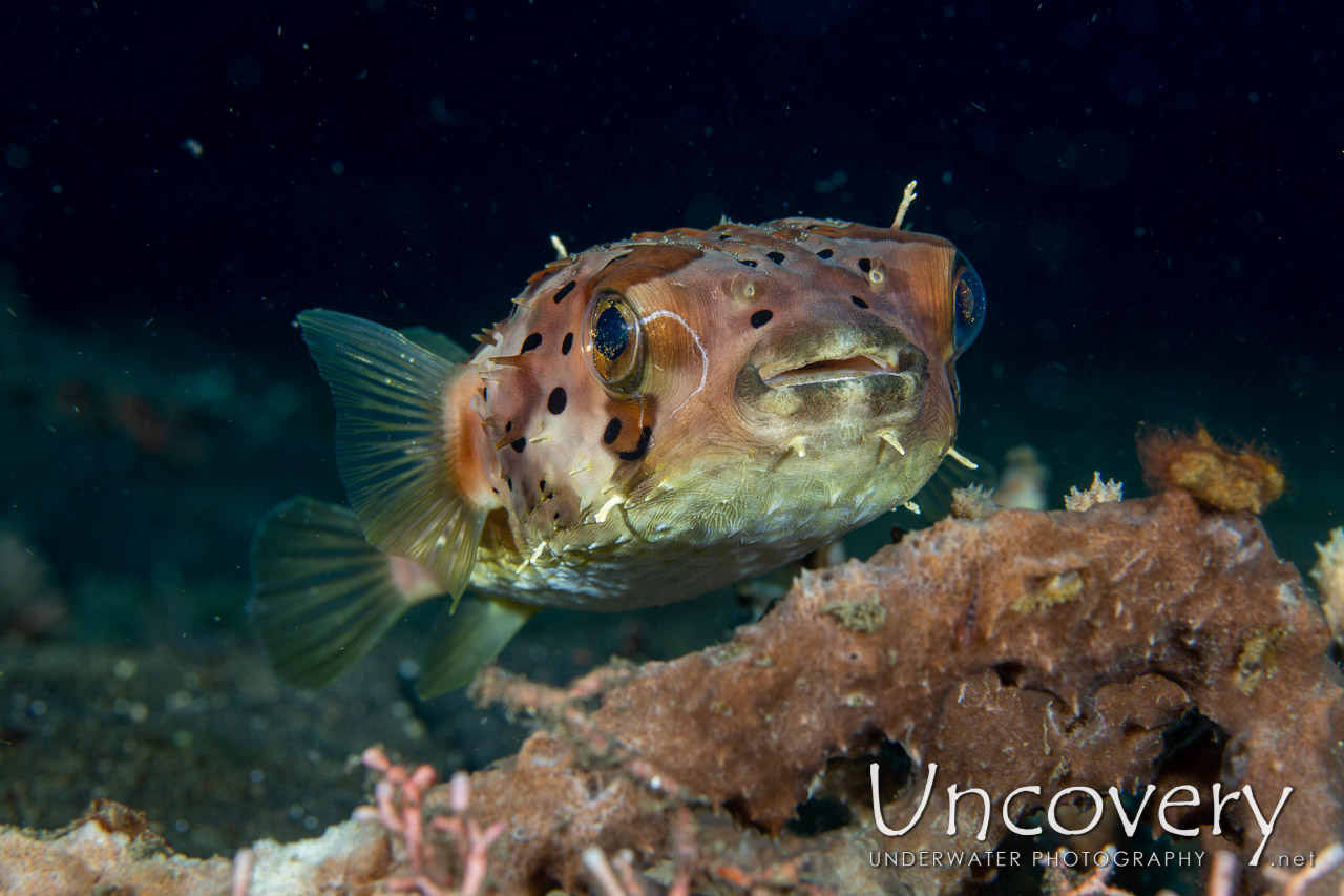 Pufferfish shot in Indonesia|North Sulawesi|Lembeh Strait|Retak Larry